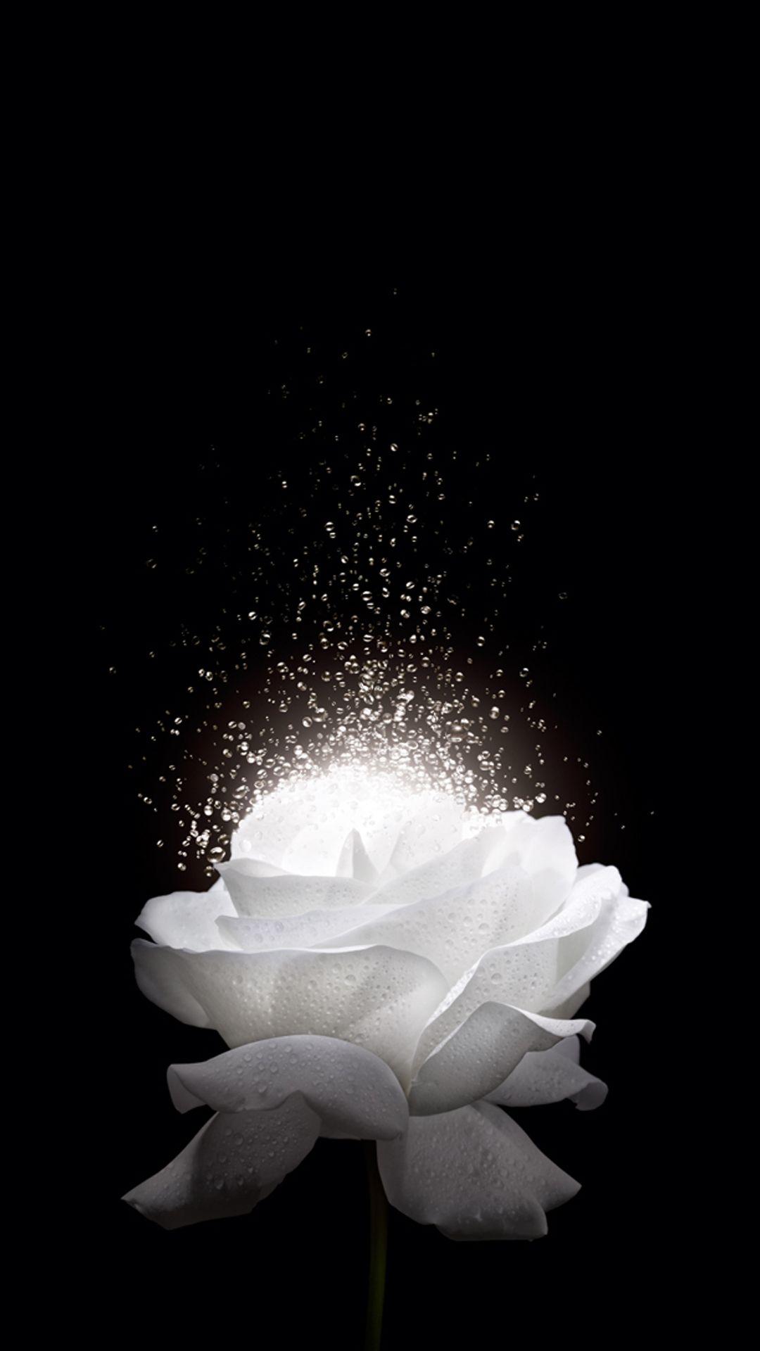 1080x1920 White Rose H5 Background. Flower phone wallpaper, White roses background, Beautiful flowers wallpaper