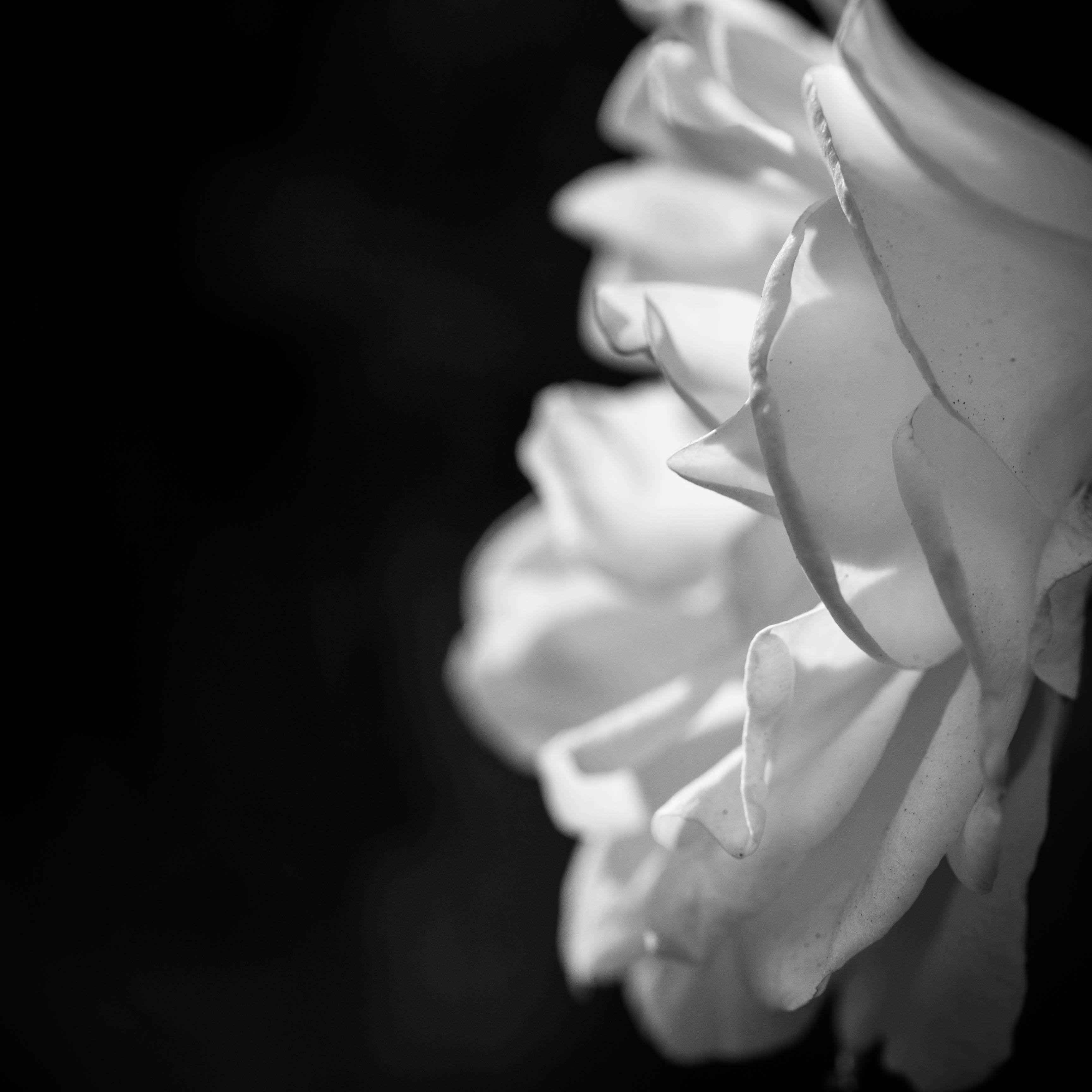3456x3456 beautiful, beautiful flowers, black and white, california, flower, knockout rose, rose wallpaper and background. Free stock image. Tokkoro.com Amazing HD Wallpaper