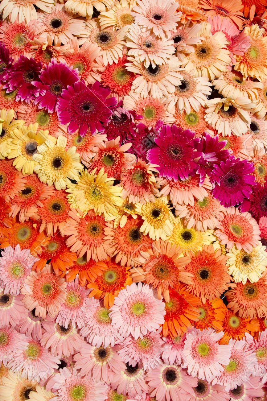 Rainbow Daisy Wallpapers - Top Free Rainbow Daisy Backgrounds