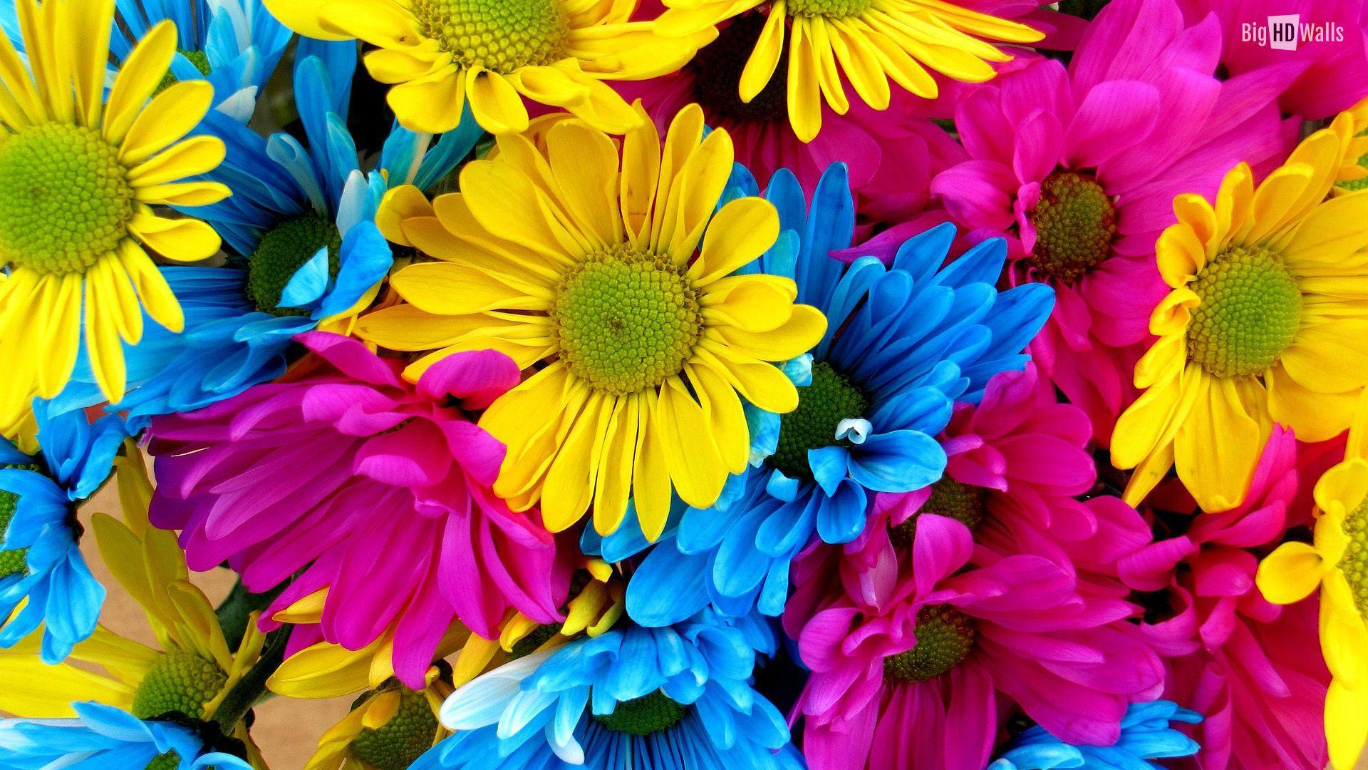 1920x1080 Daisies clipart wallpaper, Daisies wallpaper Transparent FREE for download on WebStockReview 2021