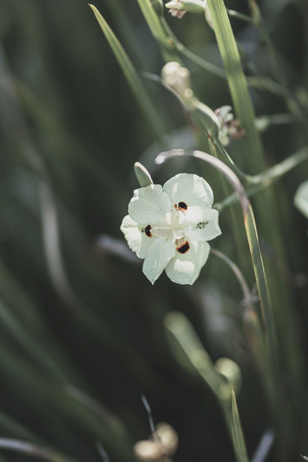1000x1500 Black And White Flower Picture [HD]. Download Free Image