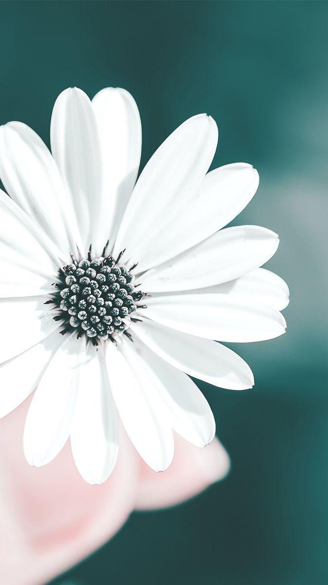 674x1199 White Flowers Wallpaper