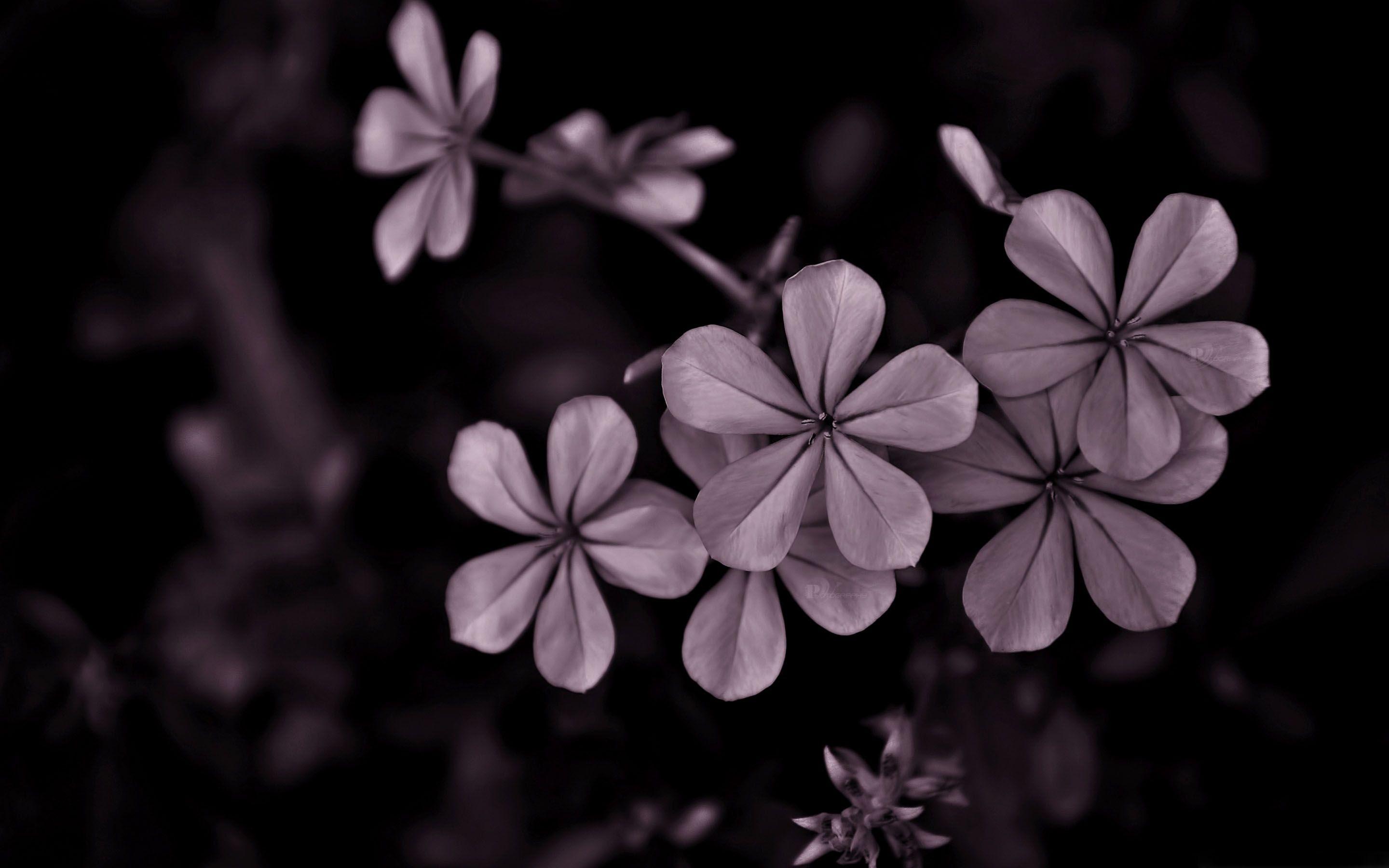 2880x1800 Beautiful Flower MacBook Air Wallpaper Download