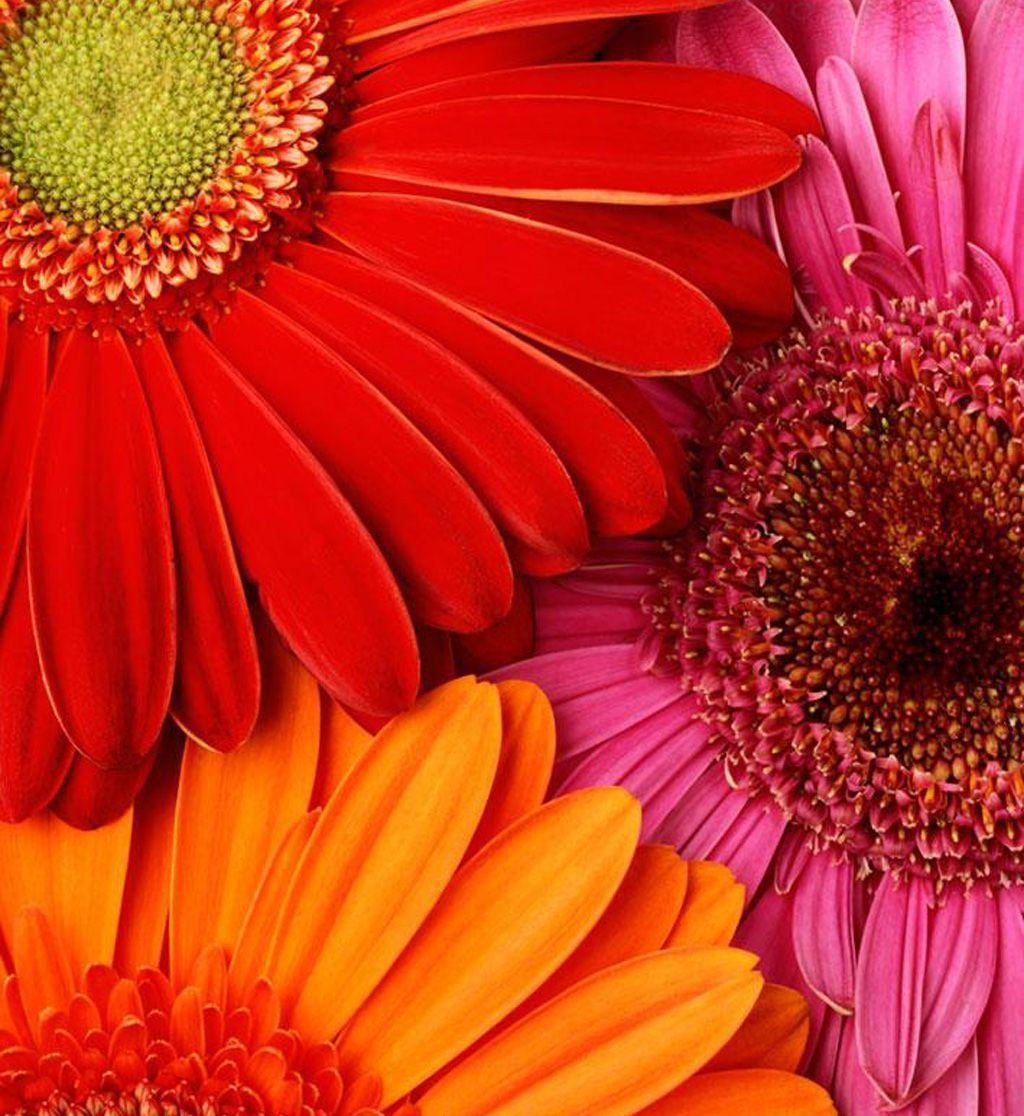 Rainbow Daisy Wallpapers - Top Free Rainbow Daisy Backgrounds