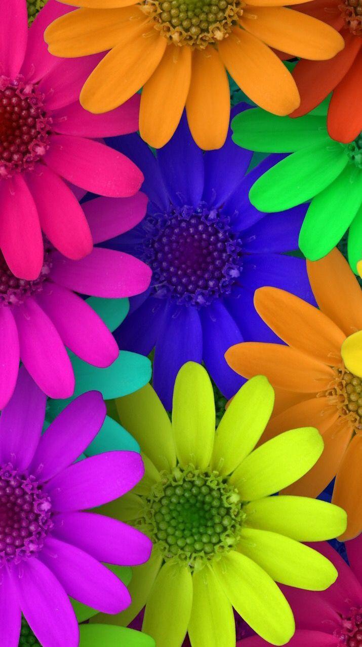 Rainbow Daisy Wallpapers - Top Free Rainbow Daisy Backgrounds