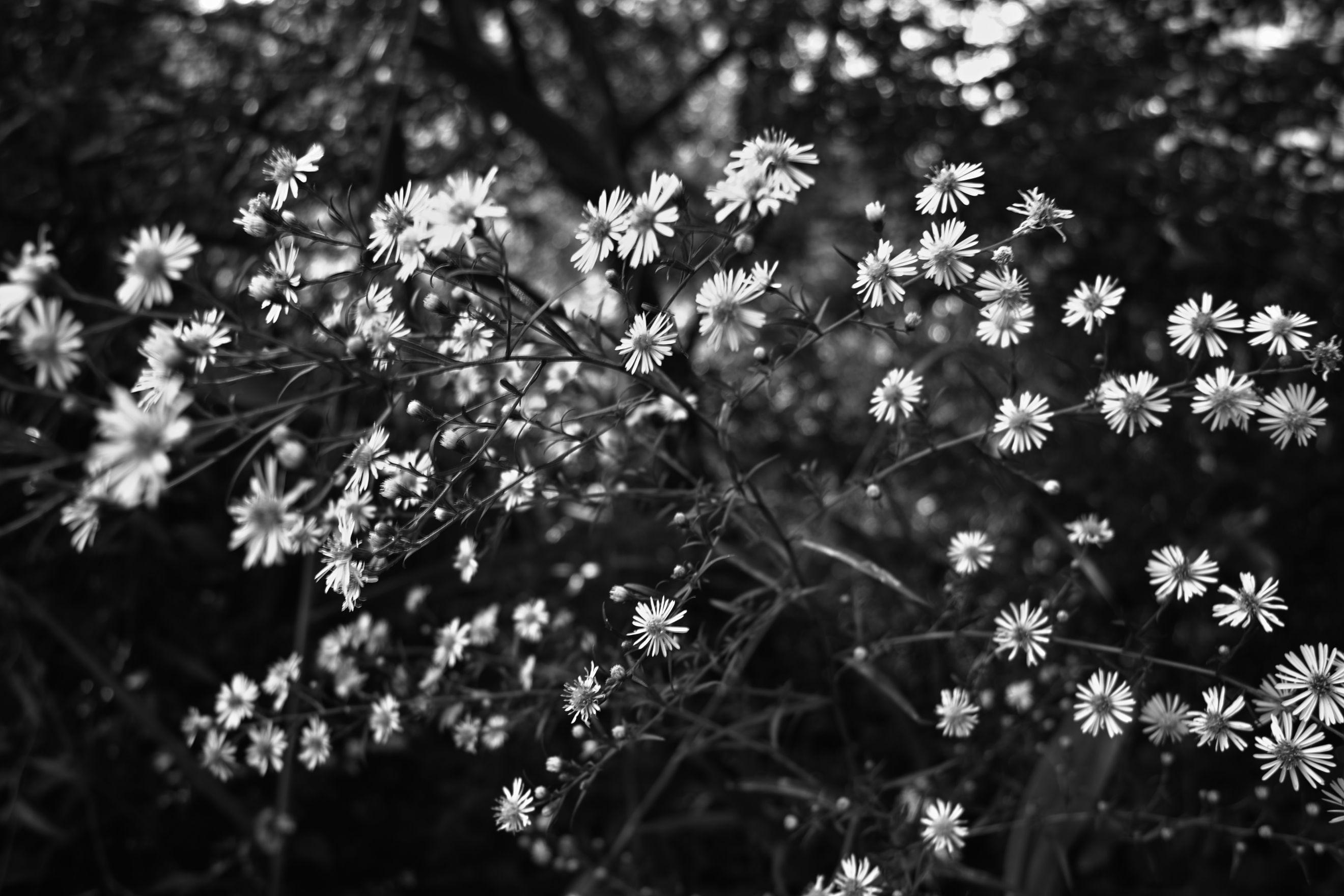 2640x1760 Beautiful Black and White Image Of Spring Flowers. Top Collection of different types of flowers in the image HD