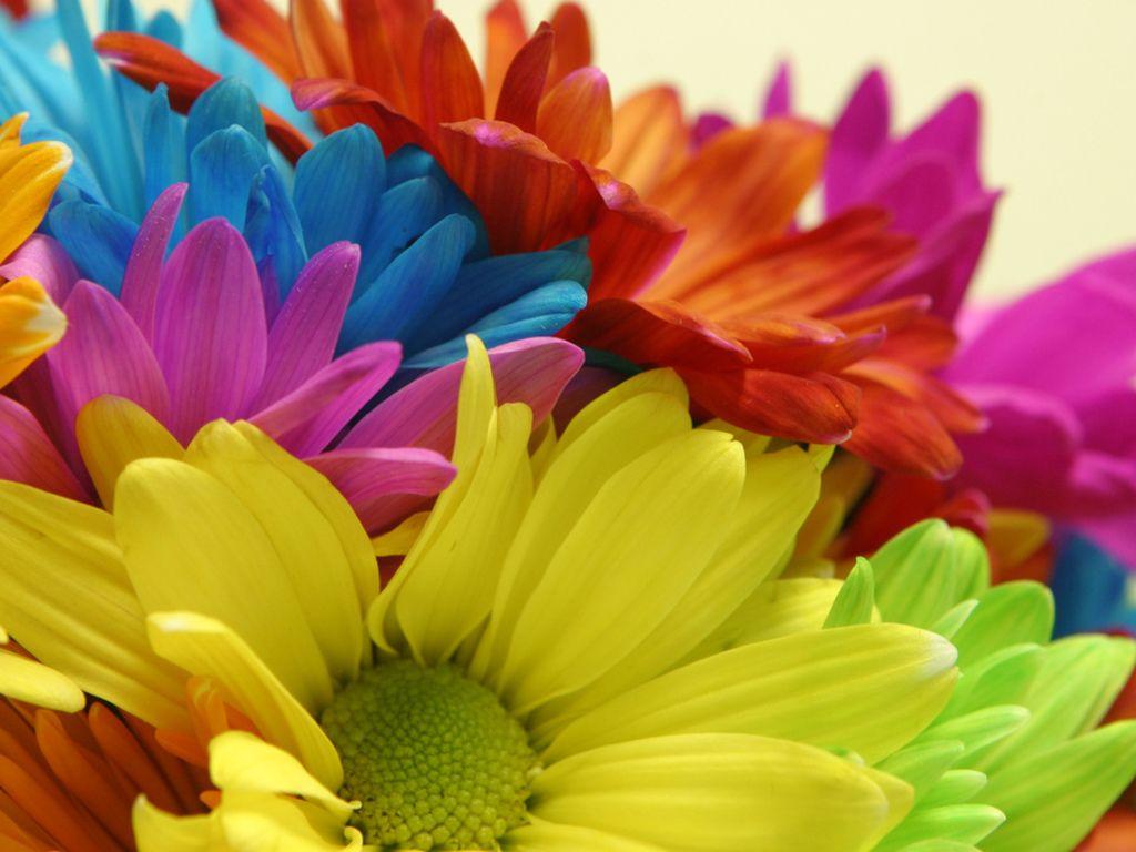 Rainbow Daisy Wallpapers - Top Free Rainbow Daisy Backgrounds