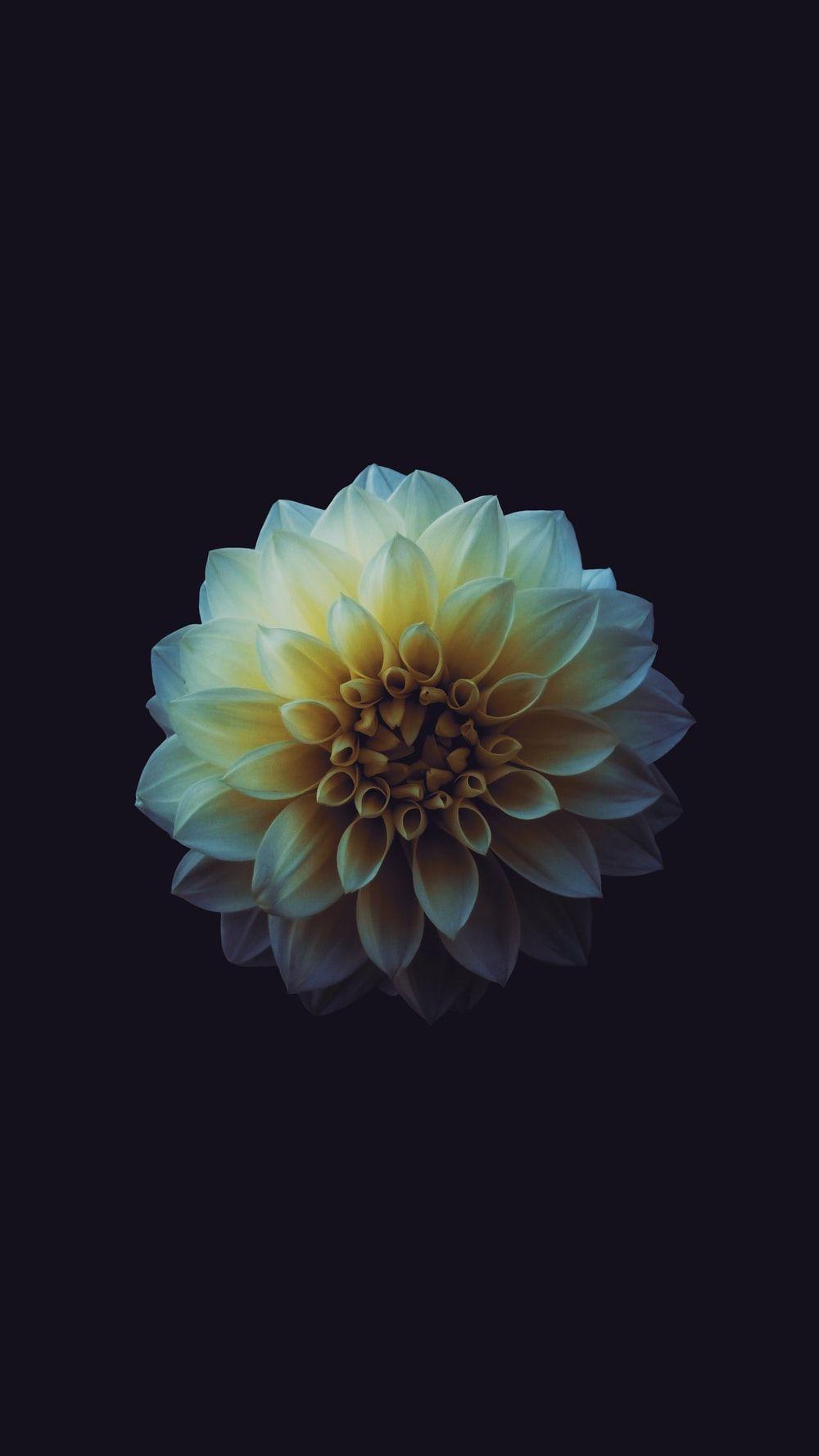 1000x1778 Flowers with Black Background. best free black, flower, petal, and dark photo