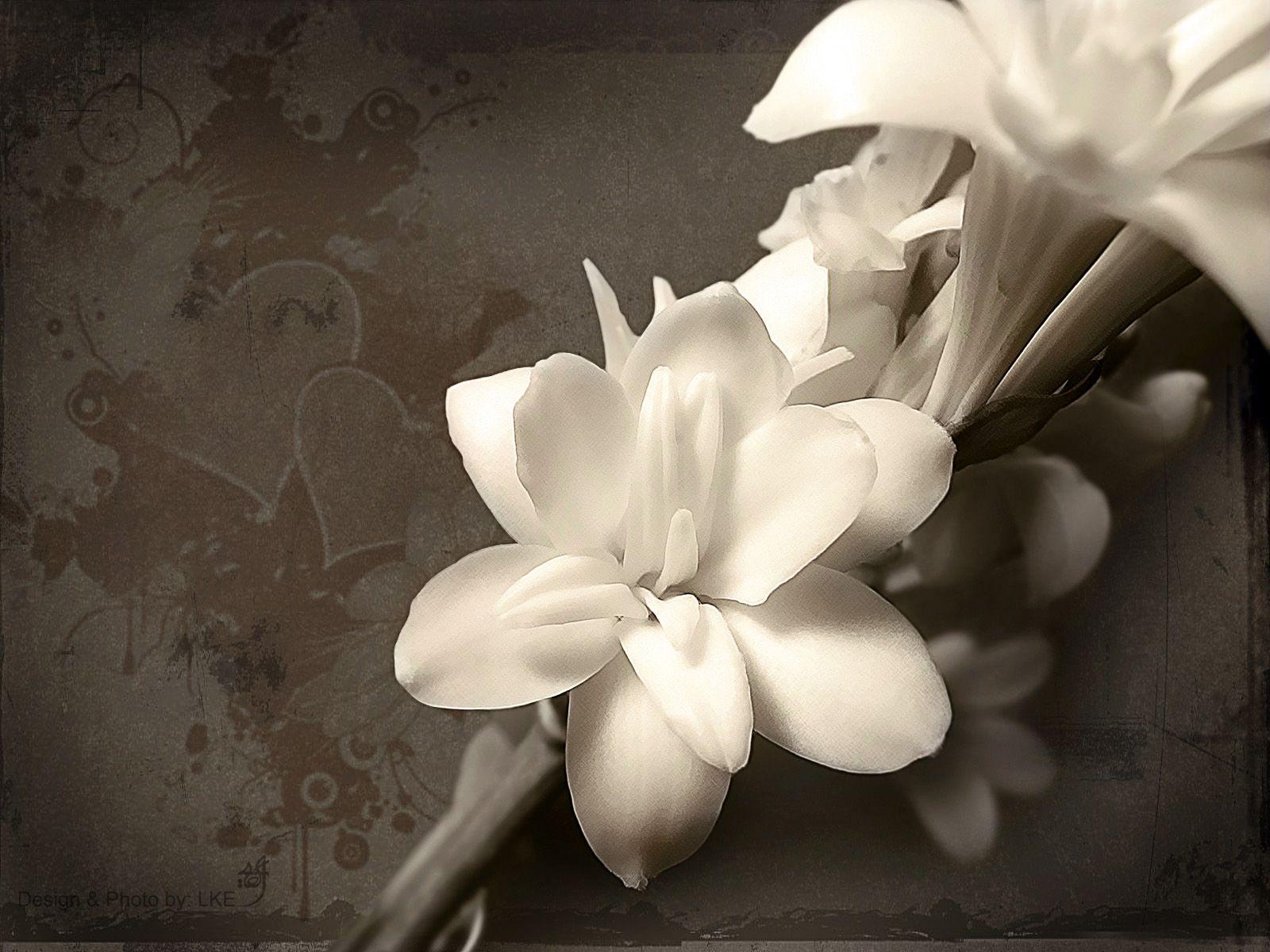 1600x1200 Black And White Flowers Wallpaper