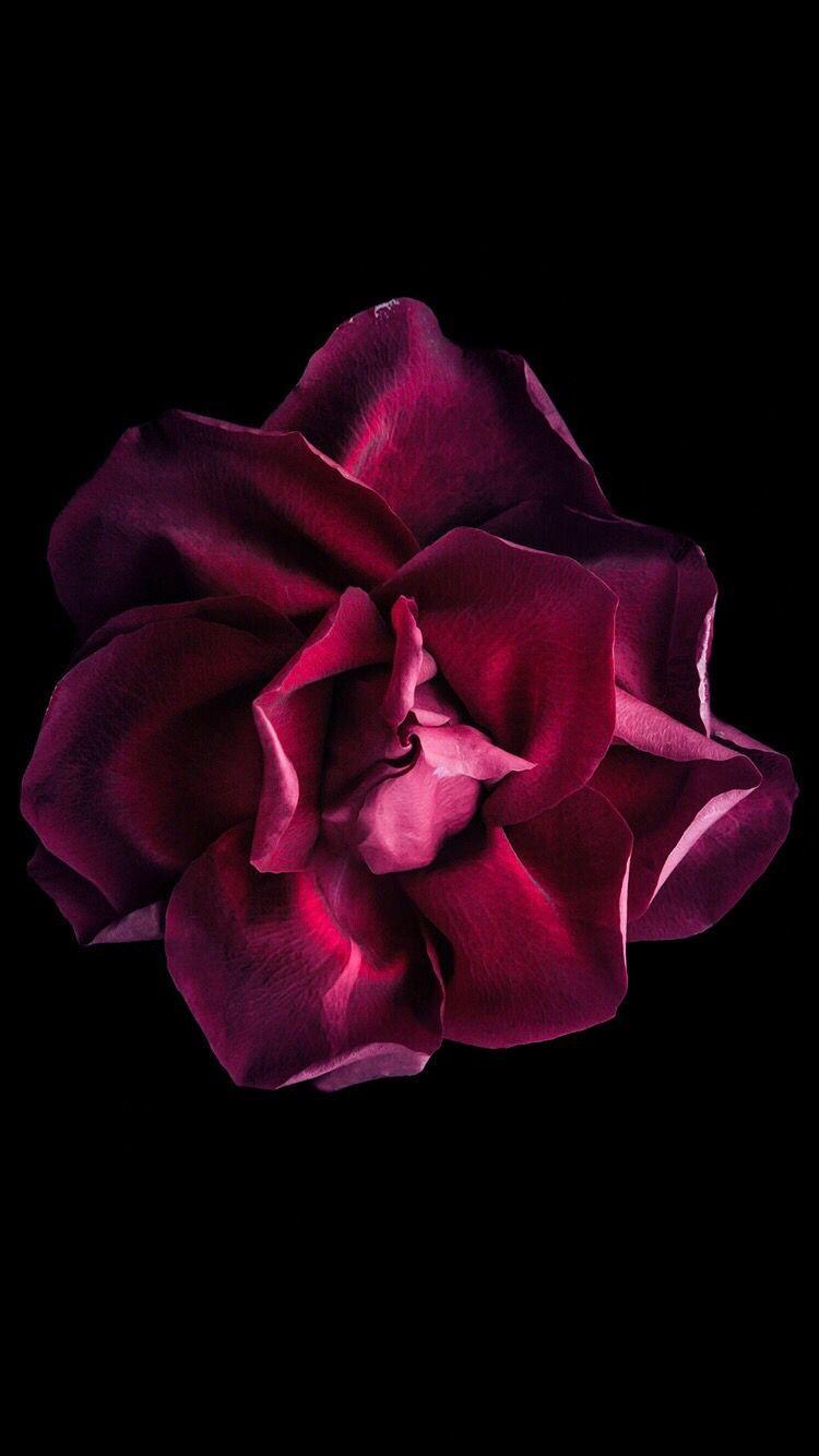 750x1334 Flower on black background. Beautiful flowers HD wallpaper, Beautiful flowers wallpaper, White flower wallpaper