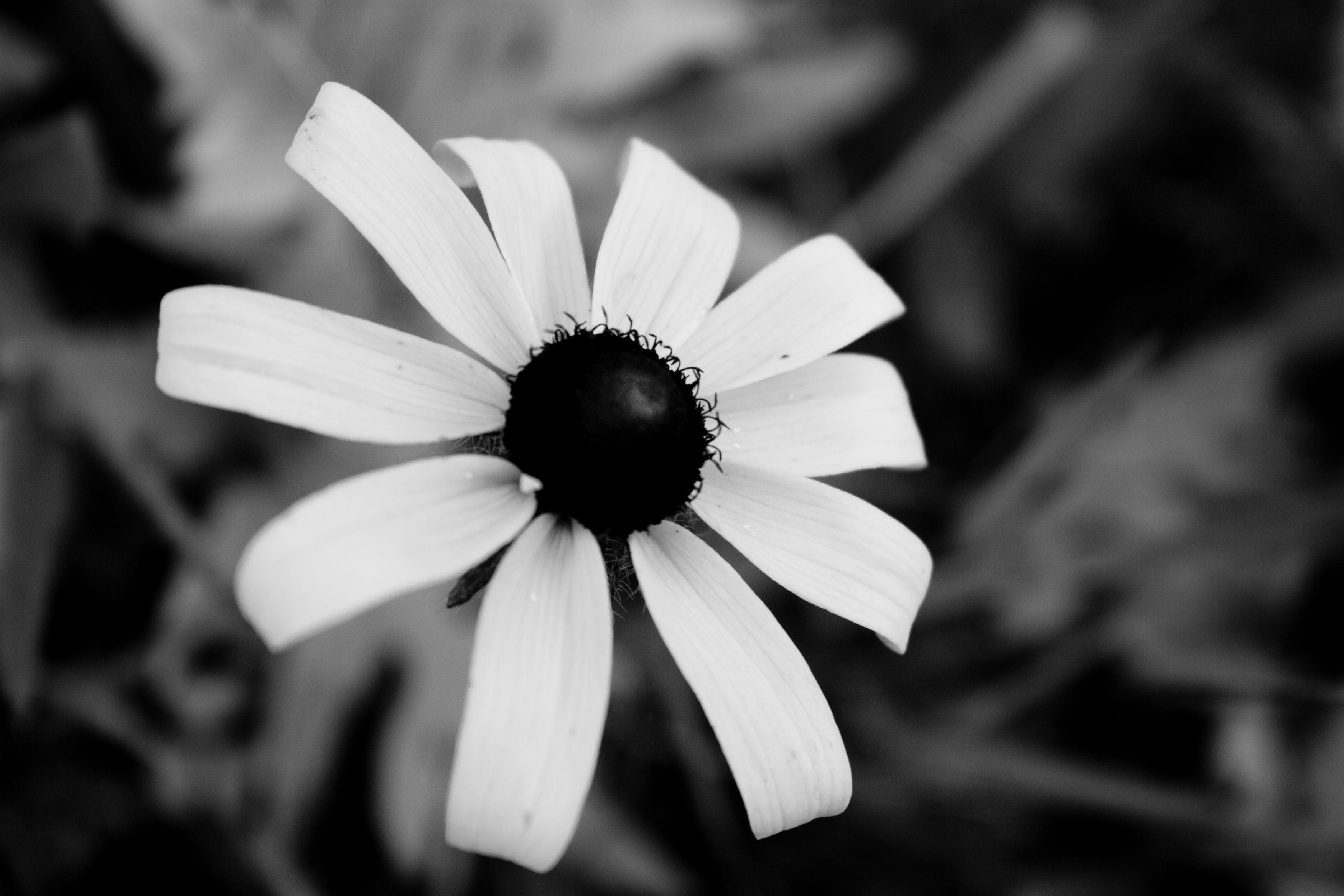 3504x2336 Black and White Floral Wallpaper