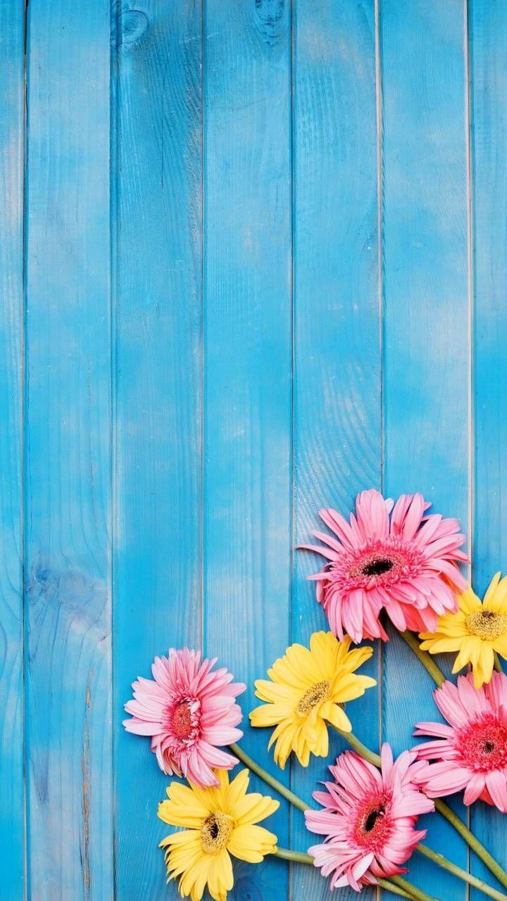 Rainbow Daisy Wallpapers - Top Free Rainbow Daisy Backgrounds