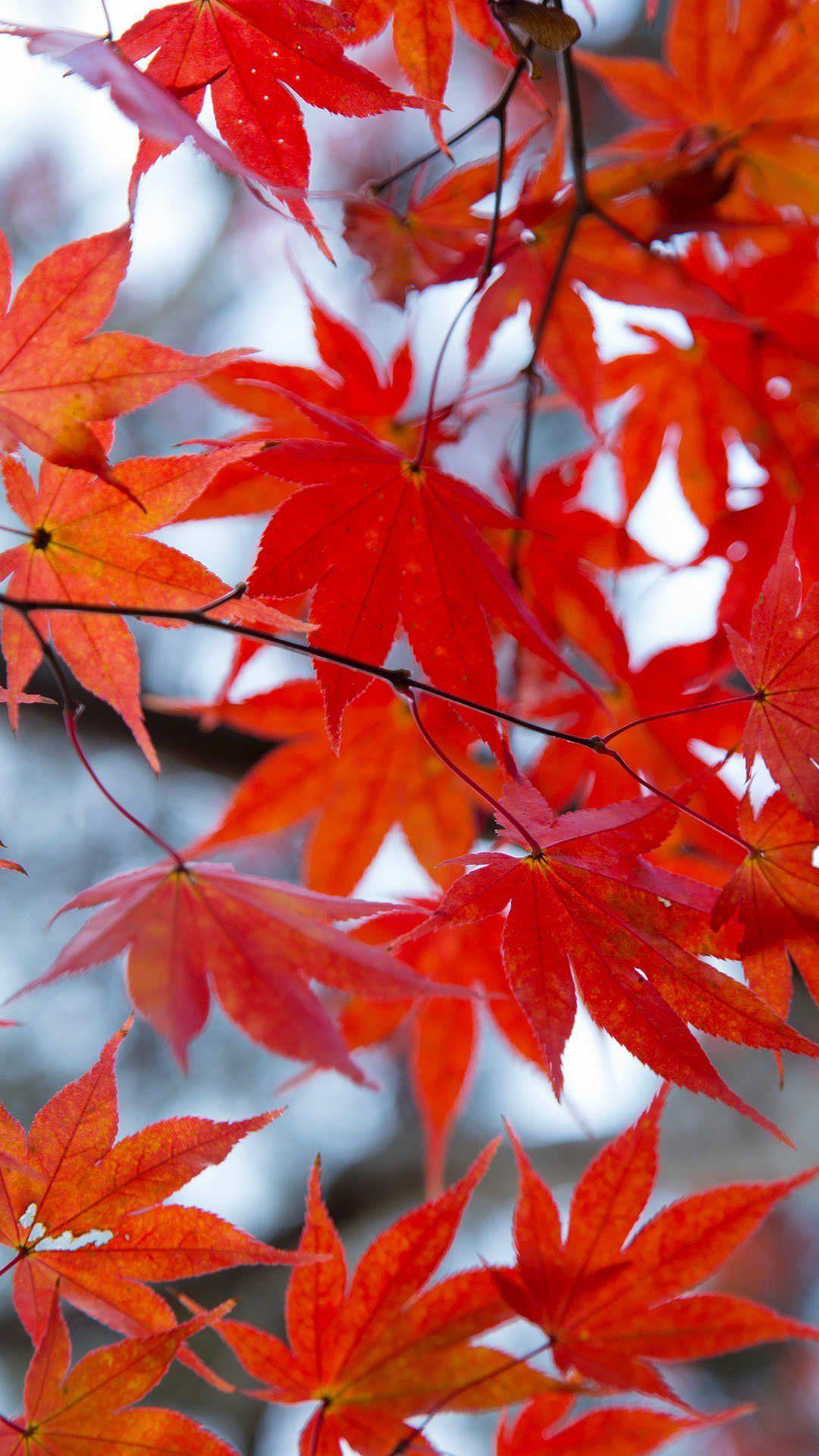 1080x1920 Fall Leaves iPhone Wallpaper