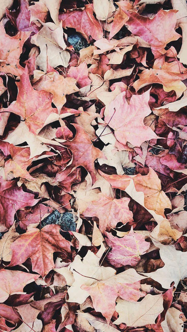 736x1308 Old Leaf iPhone Wallpaper