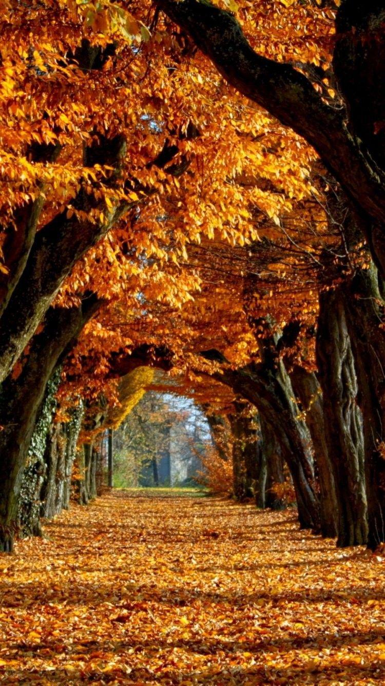 750x1334 Fall Phone Wallpaper Group Wallpaper Autumn Leaves