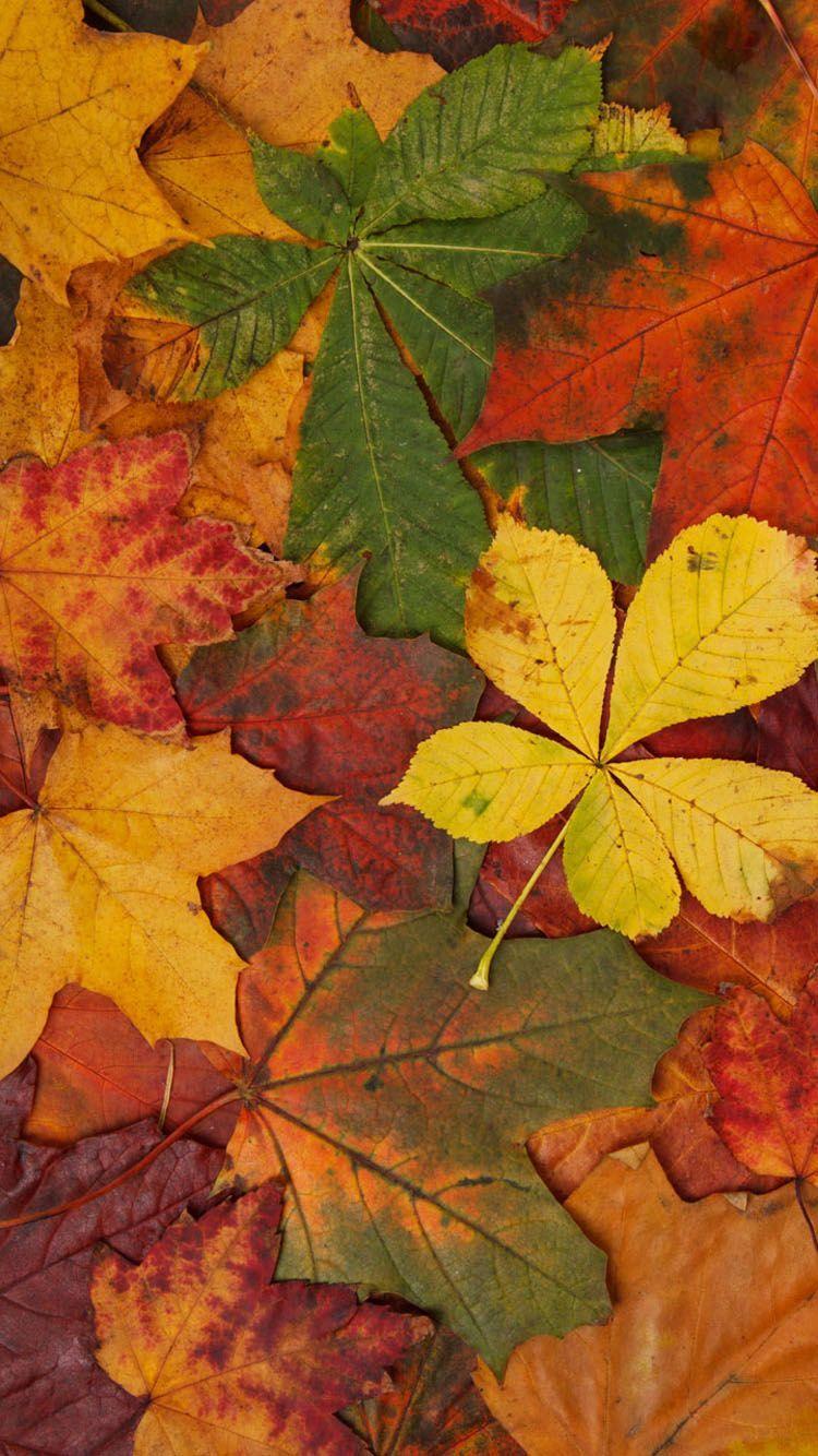 750x1334 iPhone 6 Fall Wallpaper