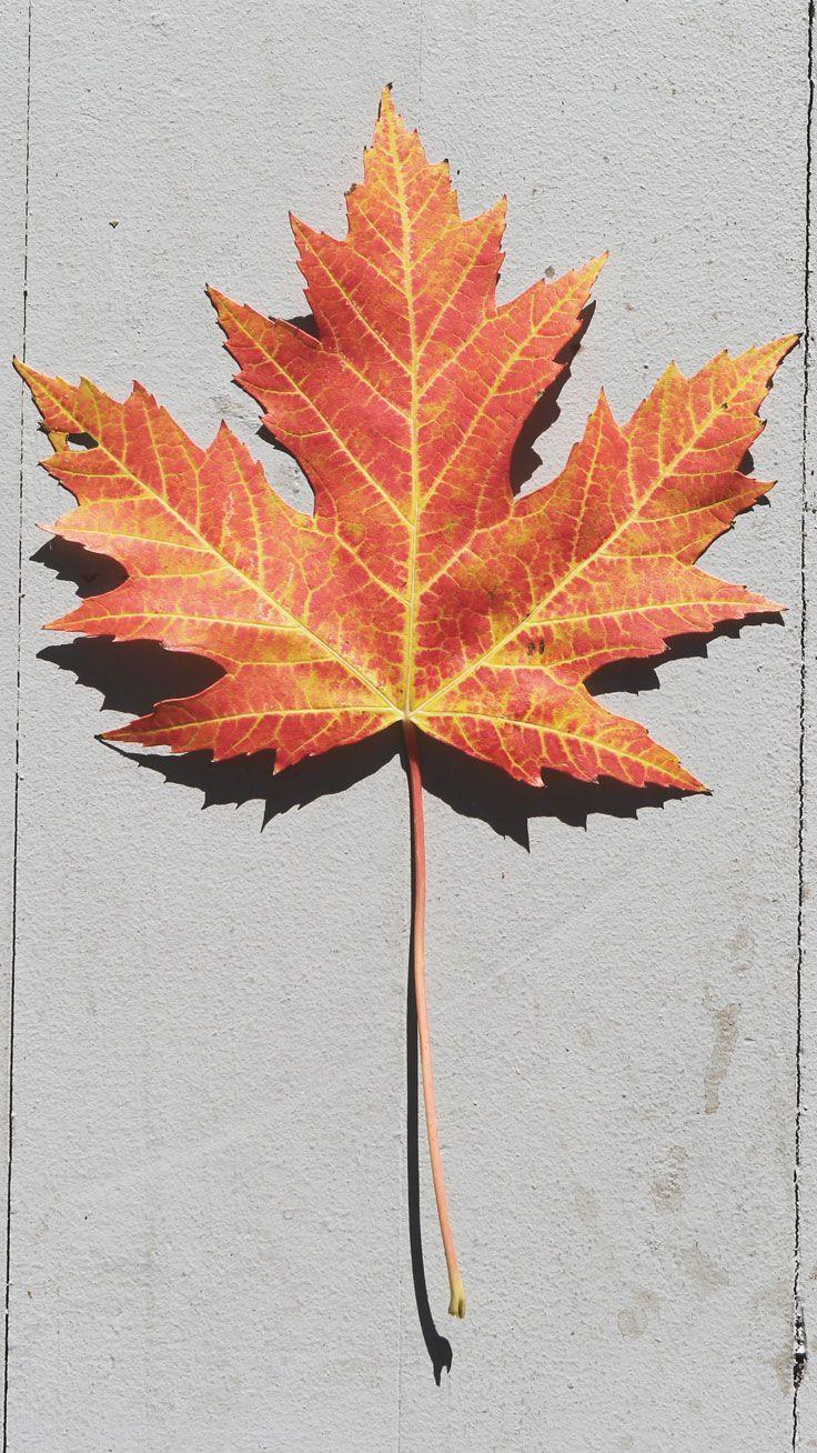 736x1308 Pinterest fall phone wallpaper Fall wallpaper iphone sf wallpaper. Amp.