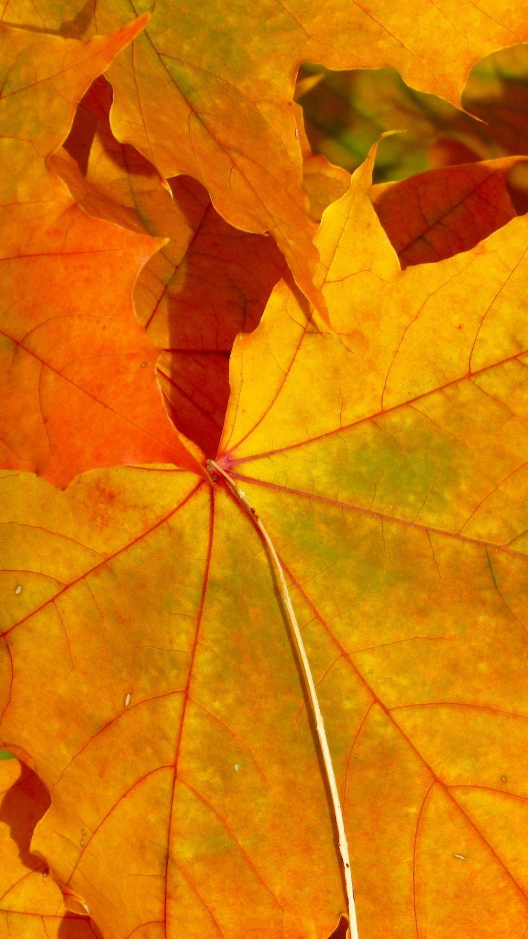 1080x1920 Fall Leaves iPhone Wallpaper Celebrations Wallpaper & Background Download