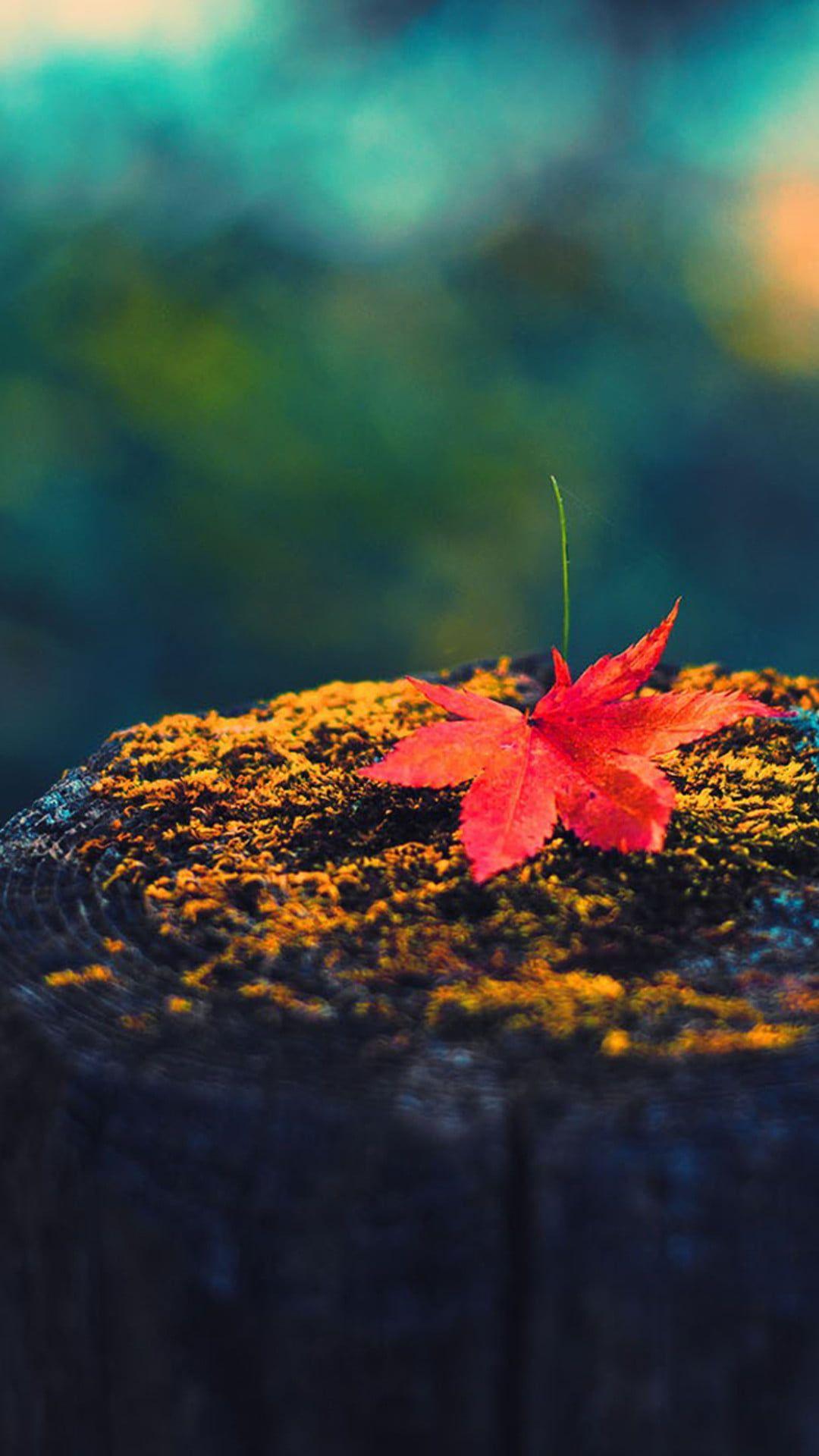 1080x1920 Autumn leaves