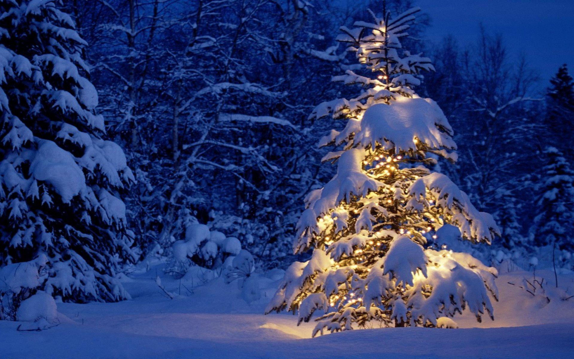 Hình nền Giáng sinh cây thông tuyết - Giáng sinh đã đến rồi! Hãy đến và thưởng thức những hình nền tuyệt đẹp với cây thông tuyết để tạo ra không khí lễ hội cho màn hình điện thoại của bạn. Hình nền này sẽ khiến bạn cảm thấy ấm áp và hạnh phúc hơn trong mùa giải này.