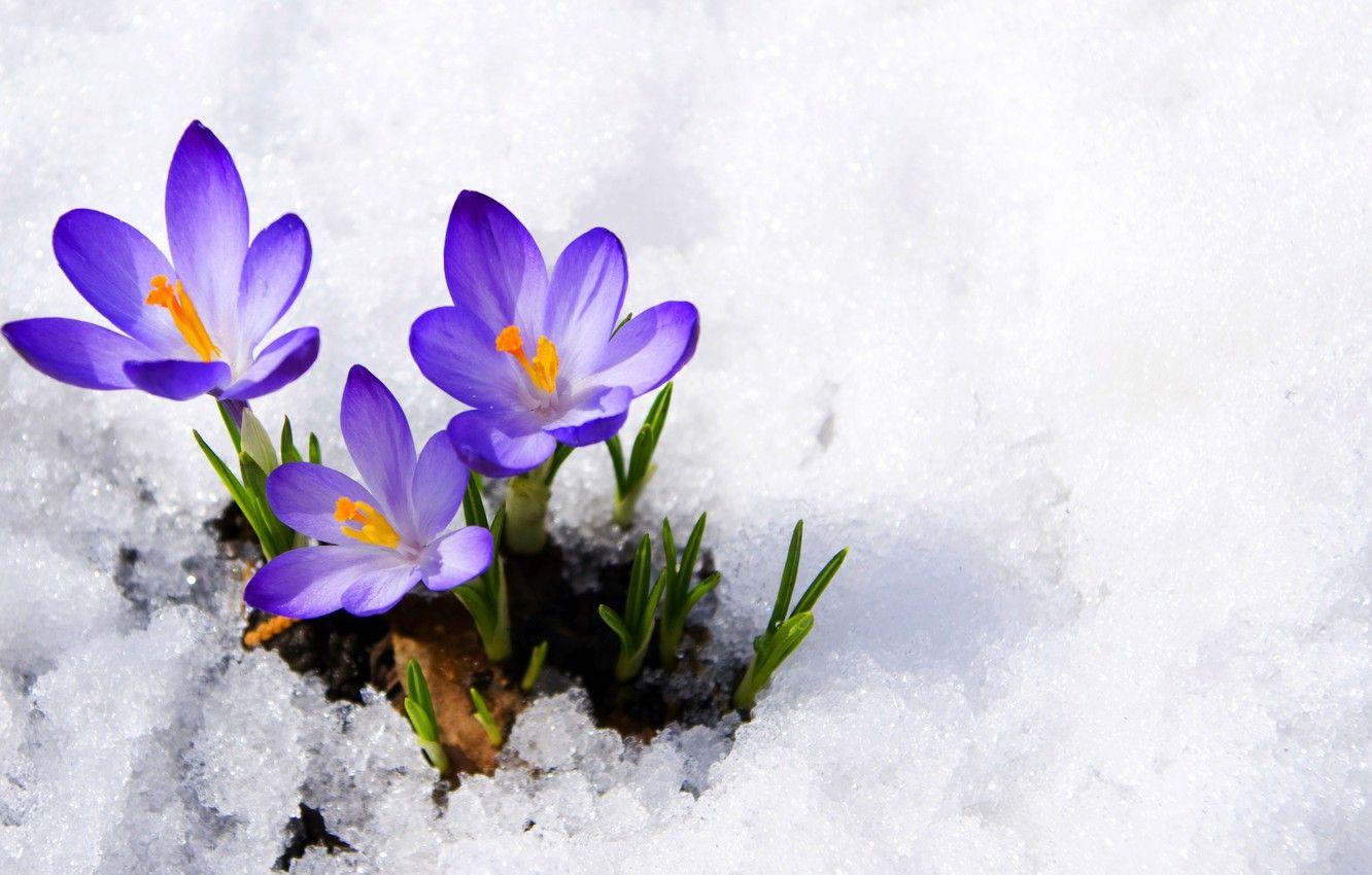 1332x850 Wallpaper purple, macro, snow, flowers, spring, crocuses, buds, flowers, primrose, snow, macro, spring, violet, primrose, сrocus image for desktop, section цветы
