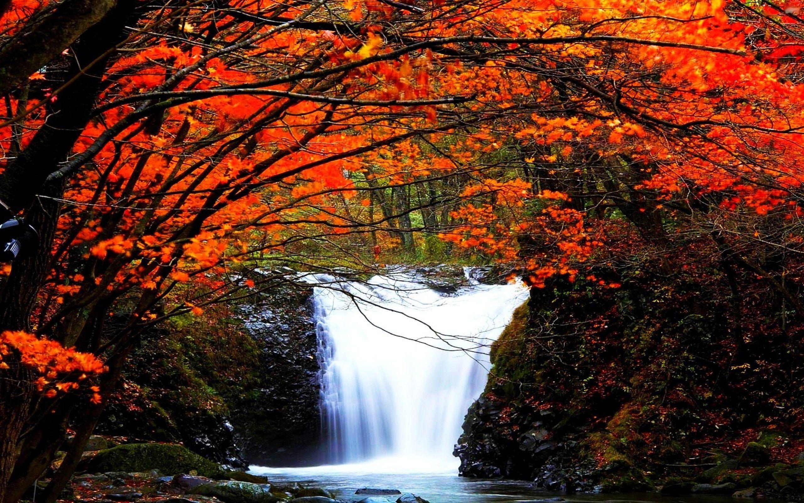 2560x1600 waterfall, River, Landscape, Nature, Waterfalls, Autumn Wallpaper HD / Desktop and Mobile Background