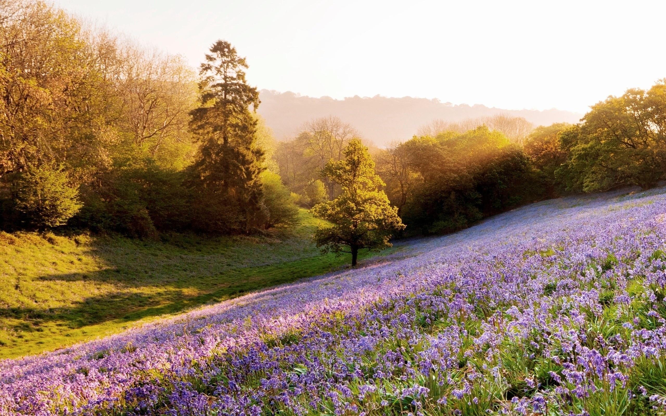 2560x1600 Summer Field Wallpaper 2560x1600 57008