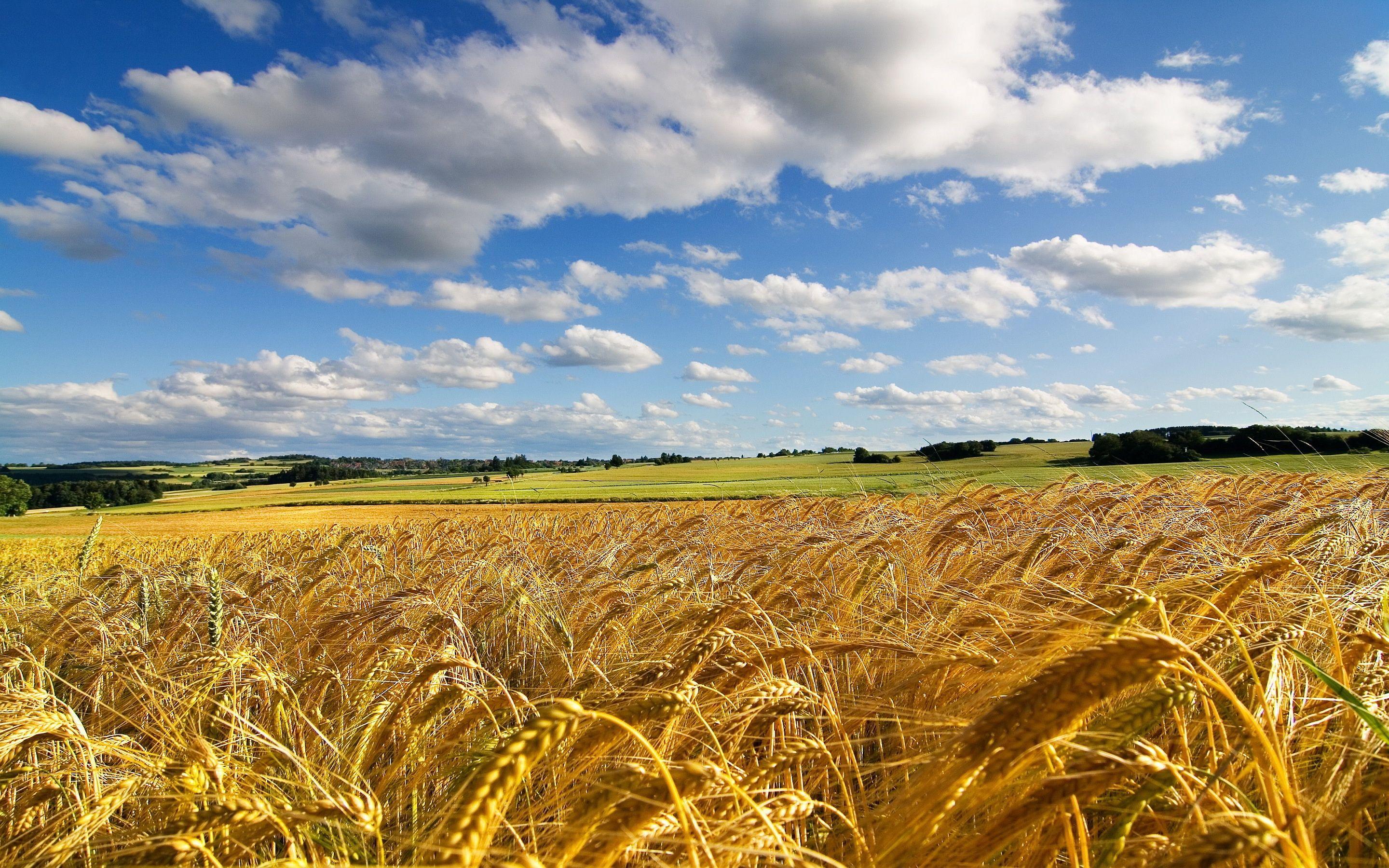 2880x1800 Wheat Field Wallpaper. Field Wallpaper, Nature Photography, Summer Wallpaper