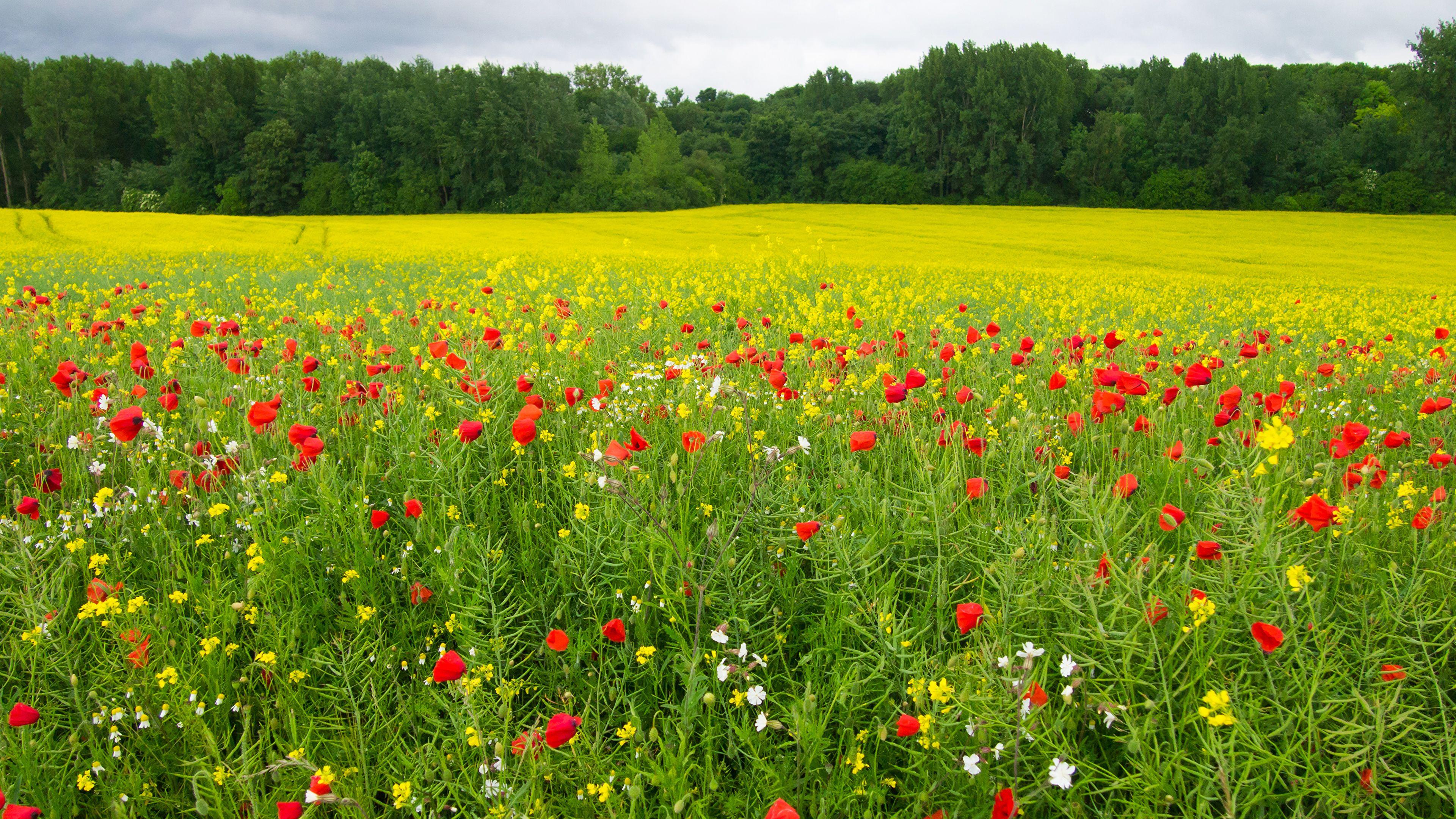 3840x2160 image Summer Nature oilseed rape Fields papaver 3840x2160