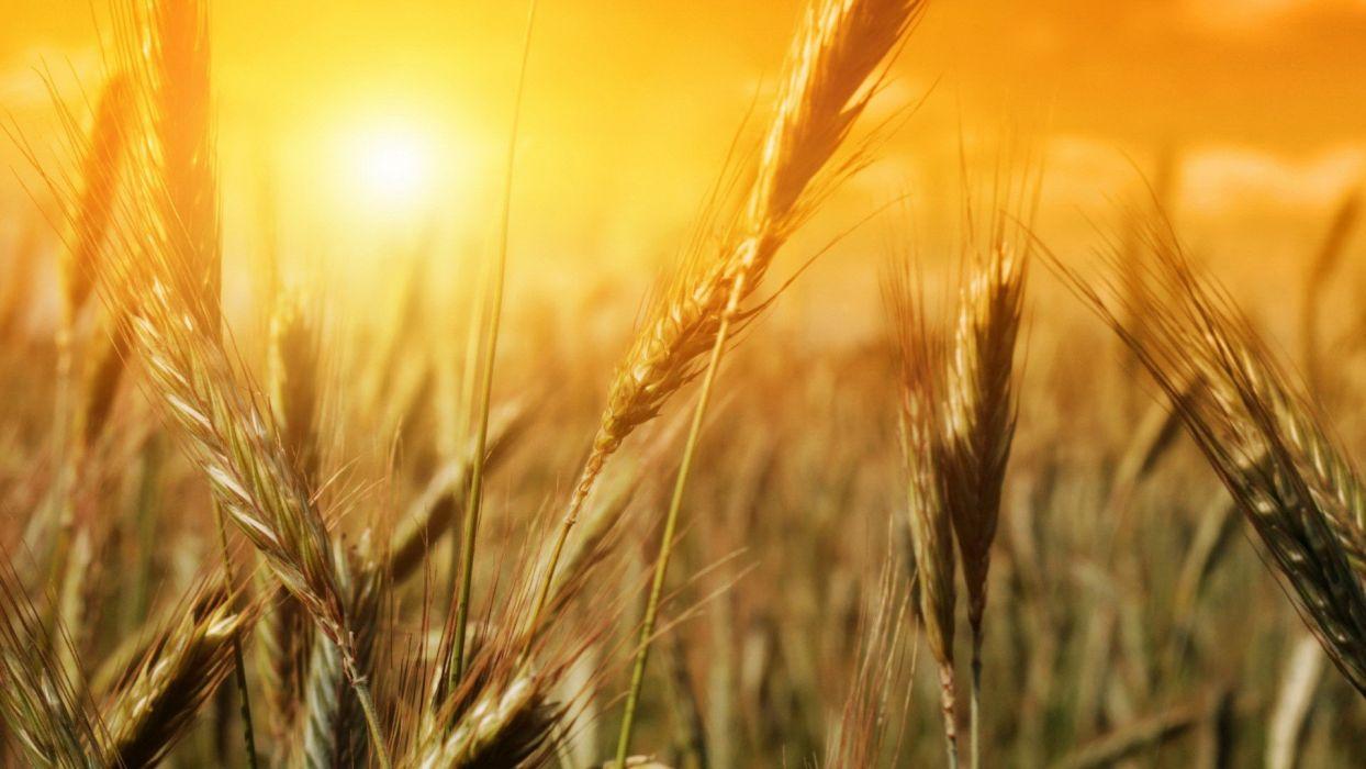 1244x700 Nature fields summer wheat sunlight wallpaperx1080