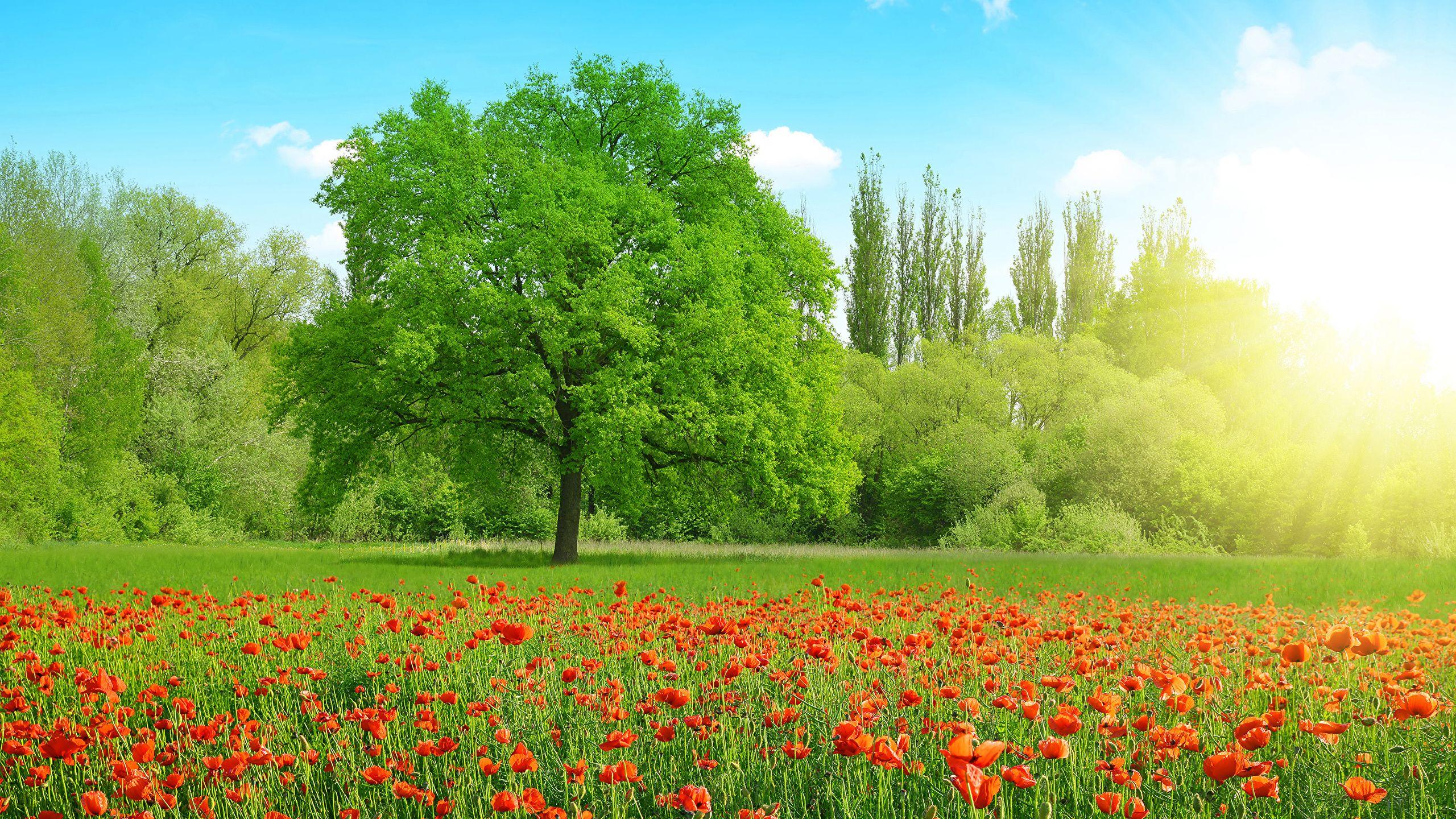 2560x1440 Wallpaper Summer Nature Fields Poppies Trees 2560x1440