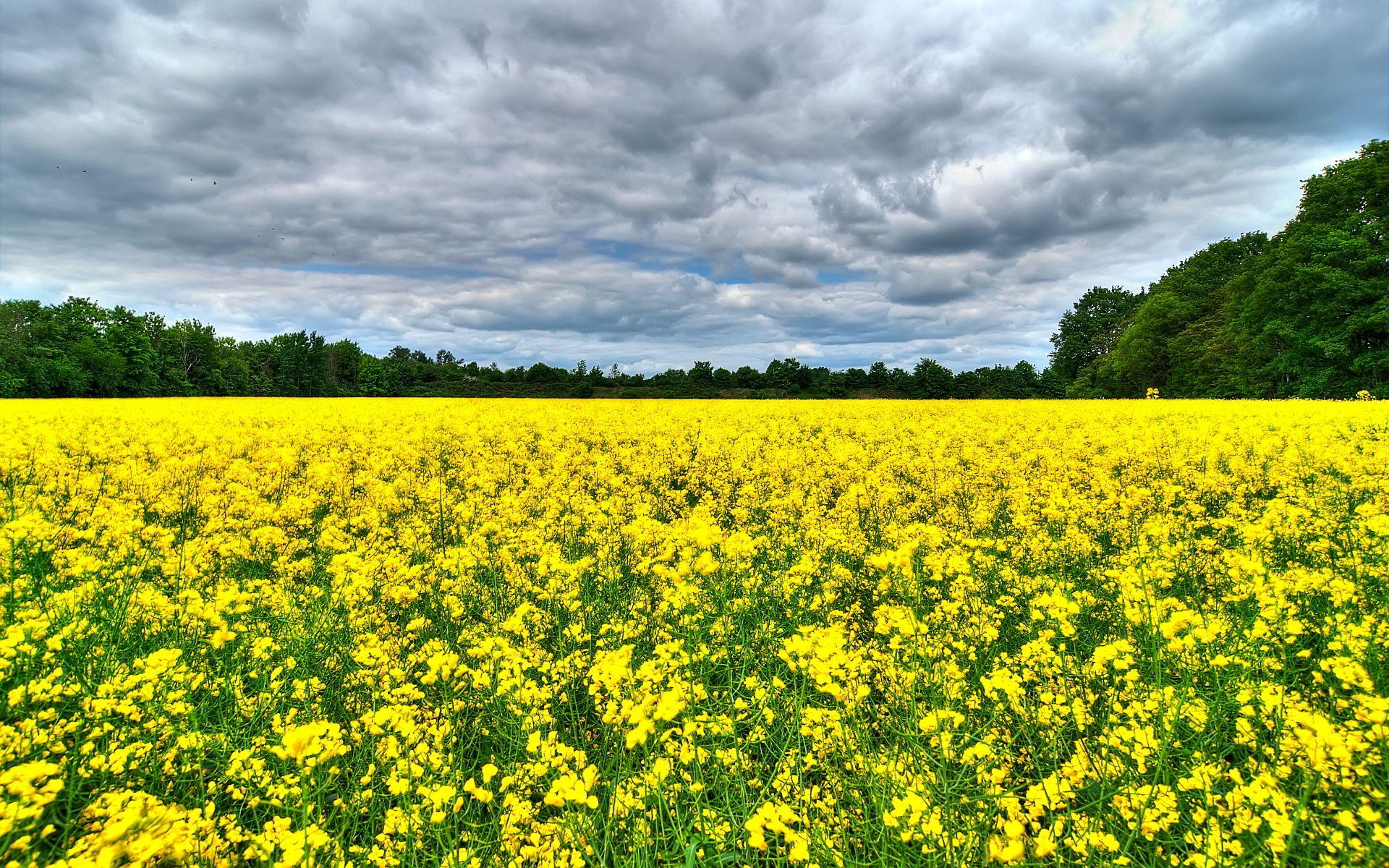 1920x1200 summer flowers field background Desktop Wallpaperk HD