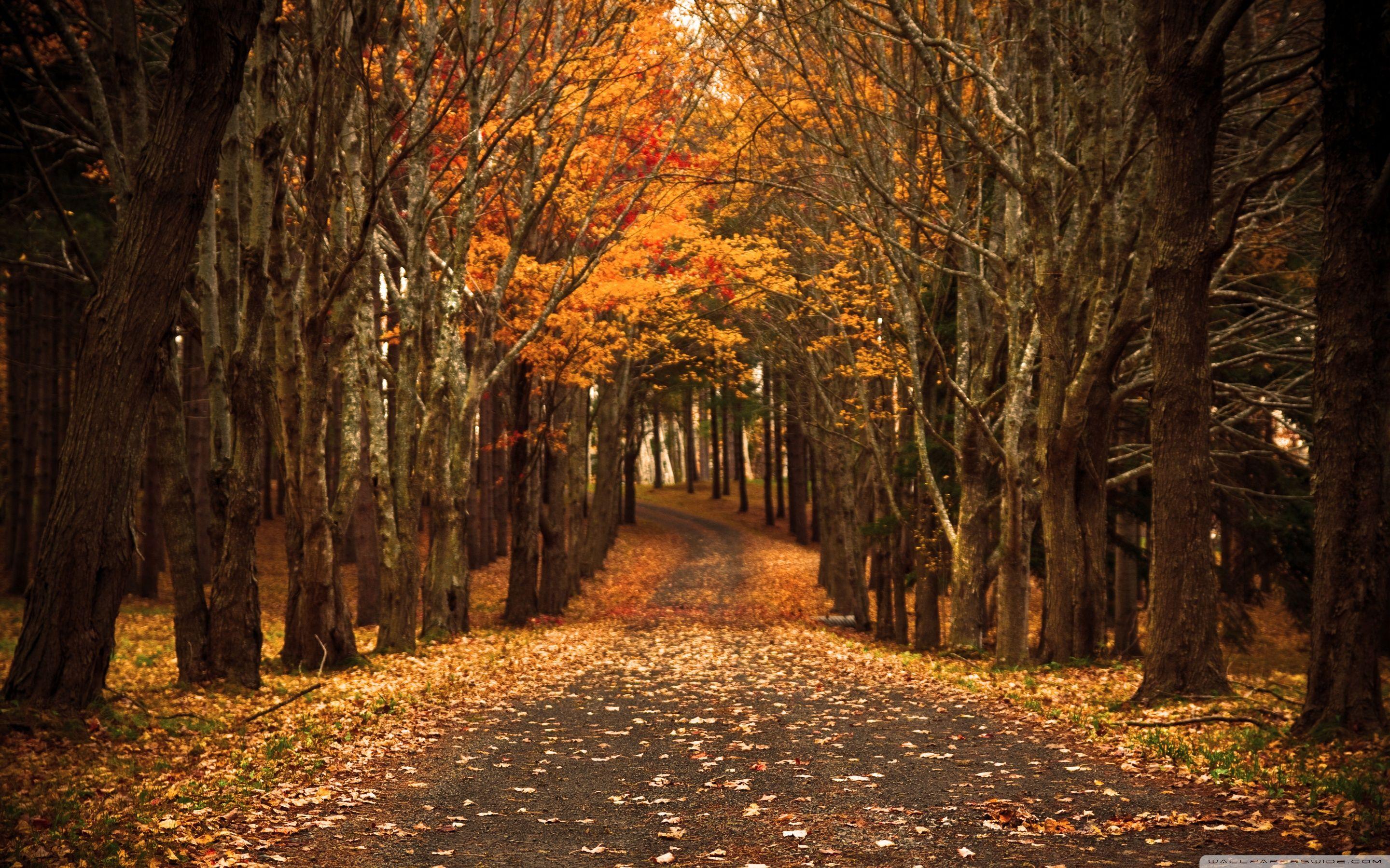 Hãy thưởng thức những hình nền mùa thu tuyệt đẹp để cảm nhận sự ấm áp và thơ mộng của mùa này.