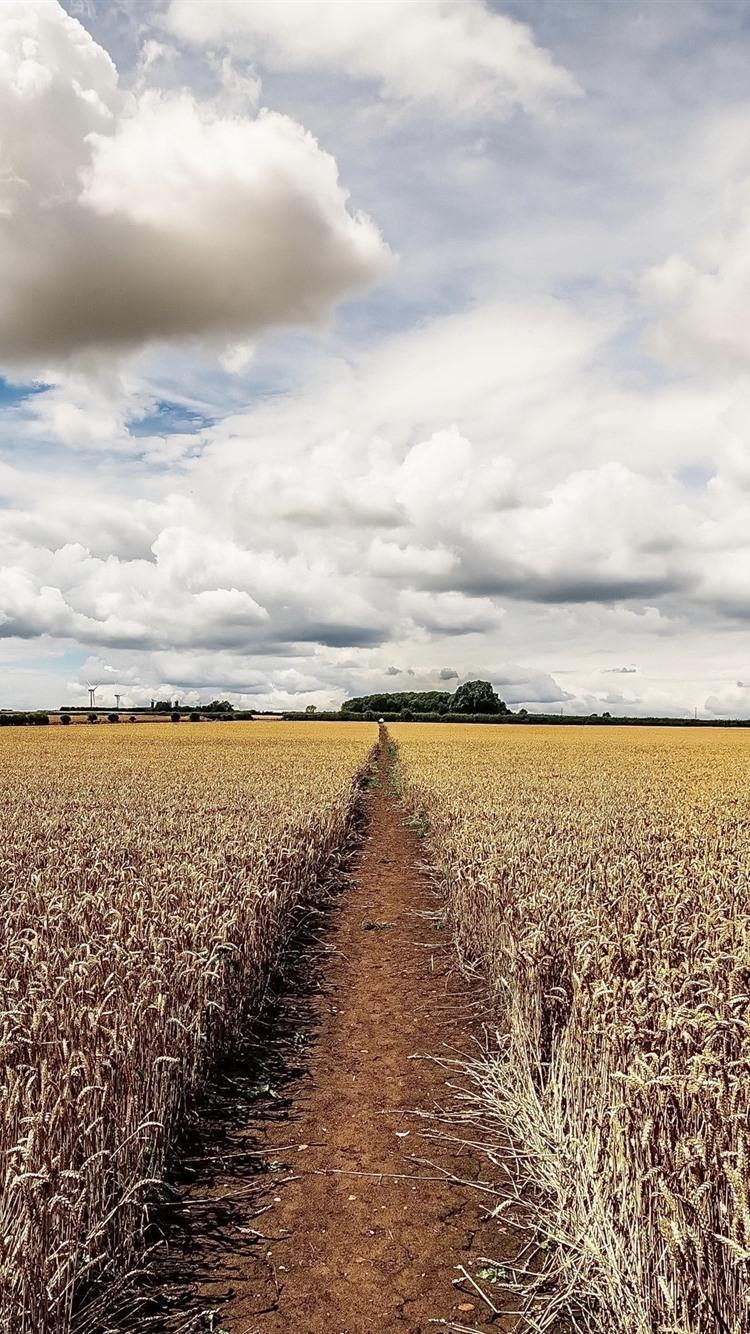 750x1334 Summer Fields Wallpaper