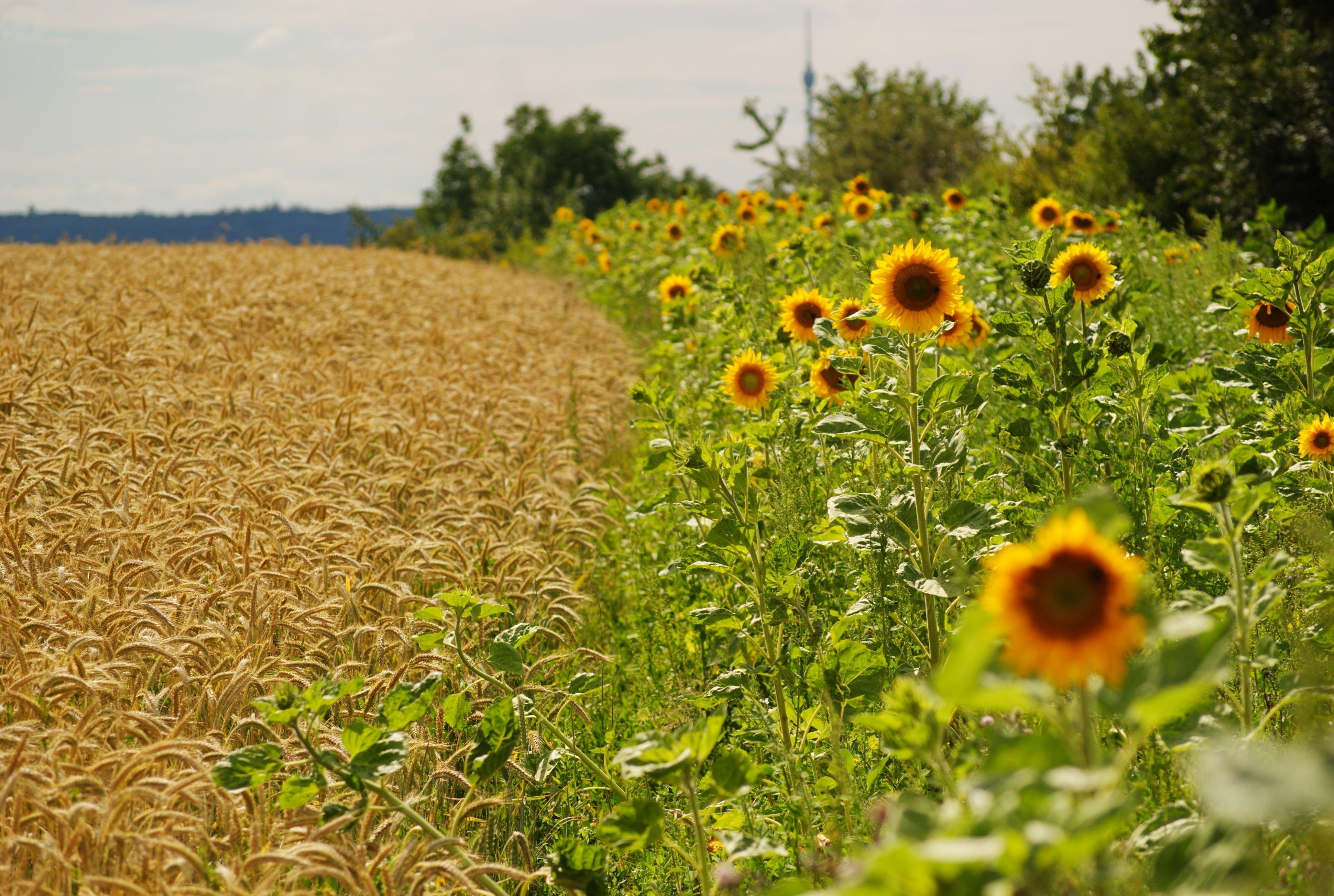 3880x2608 Download wallpaper 3880x2608 sunflowers, ears, summer, fields, border HD background