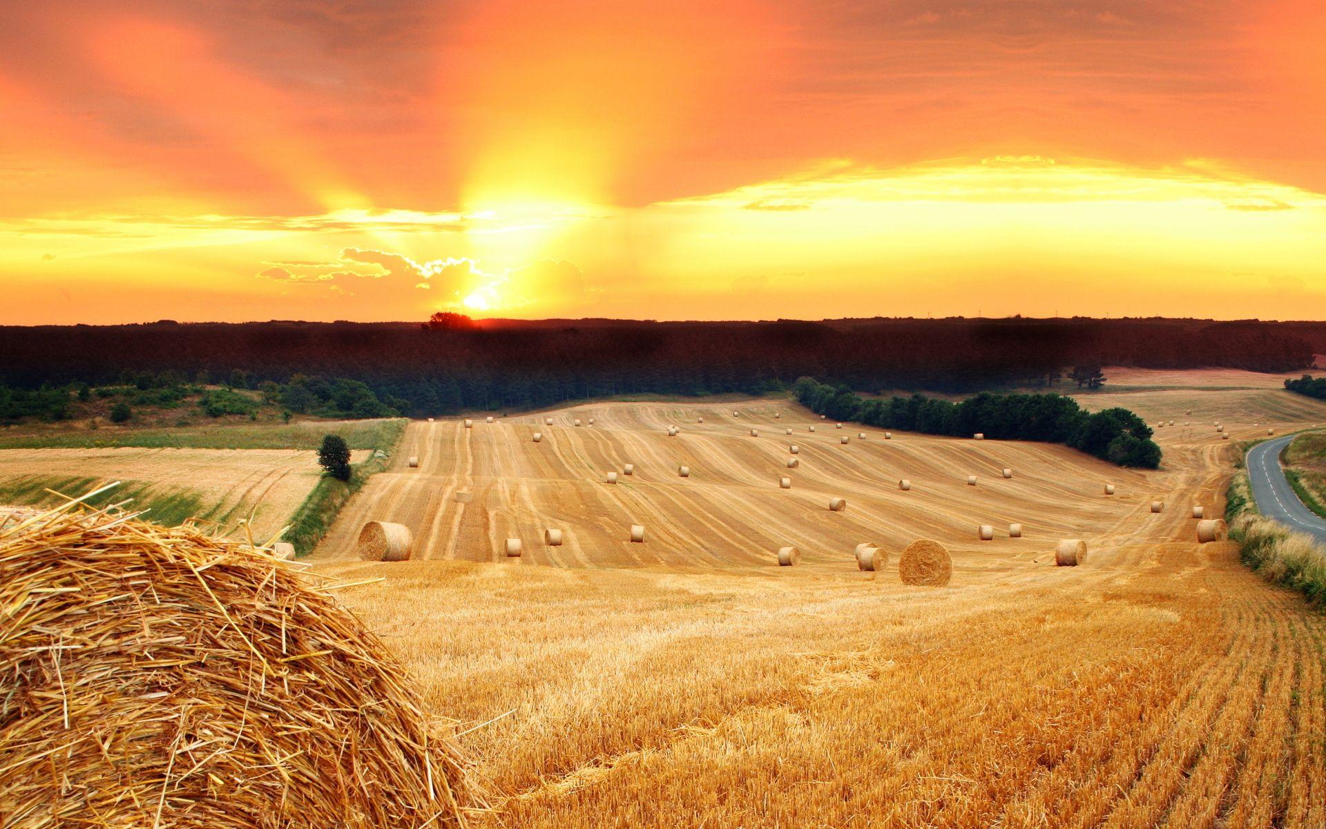 1920x1200 Hay Fields
