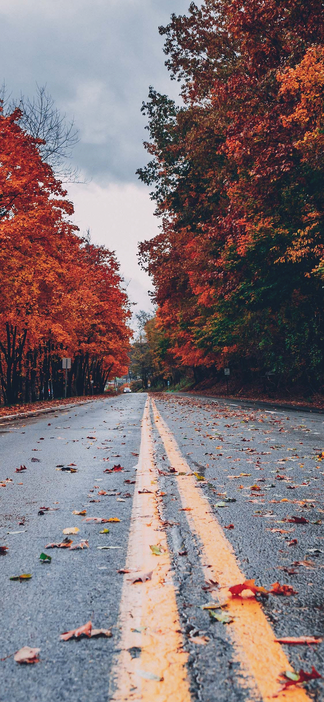 1125x2436 Fall Wallpaper for iPhone Download Best Autumn Wallpaper. Fall background wallpaper, iPhone wallpaper fall, Fall background iphone