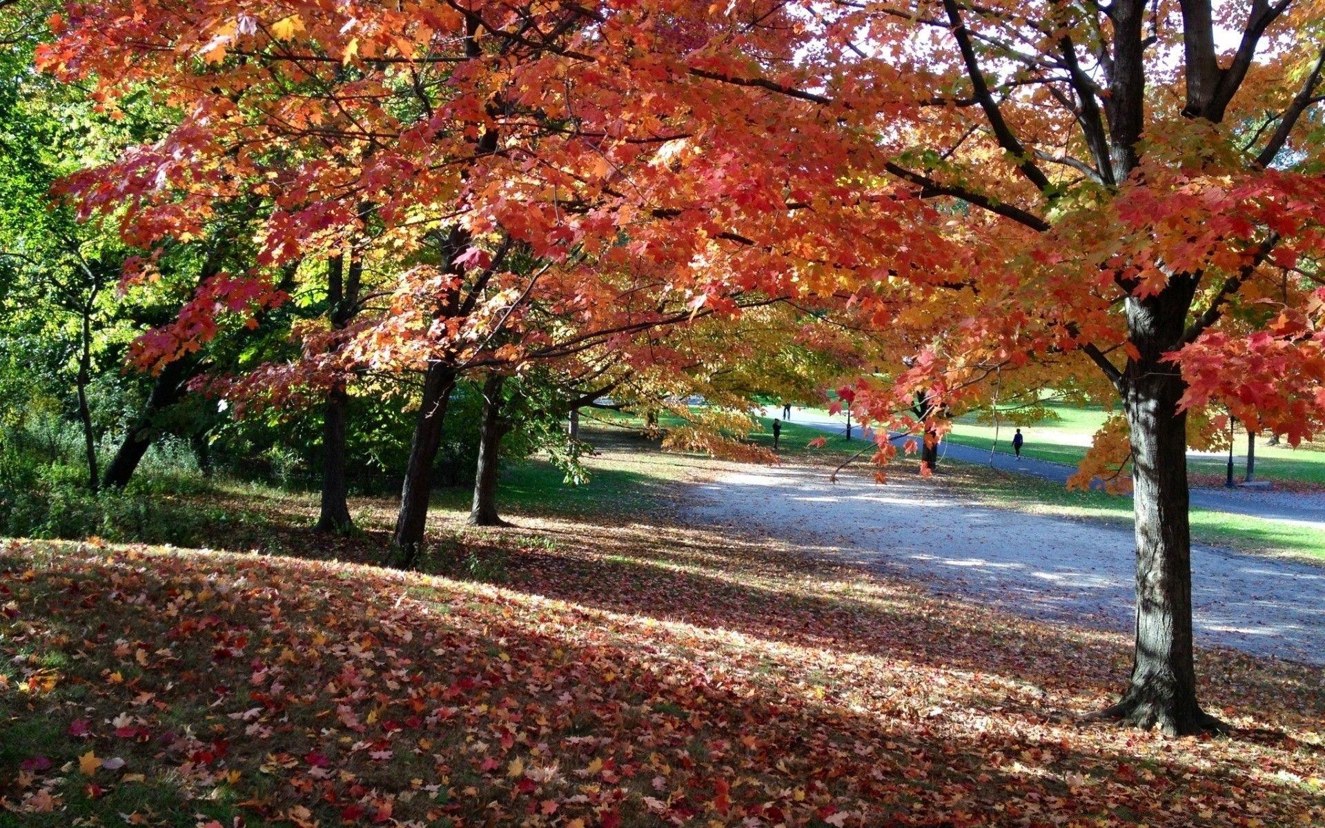 1920x1200 An Autumn Afternoon in NYC