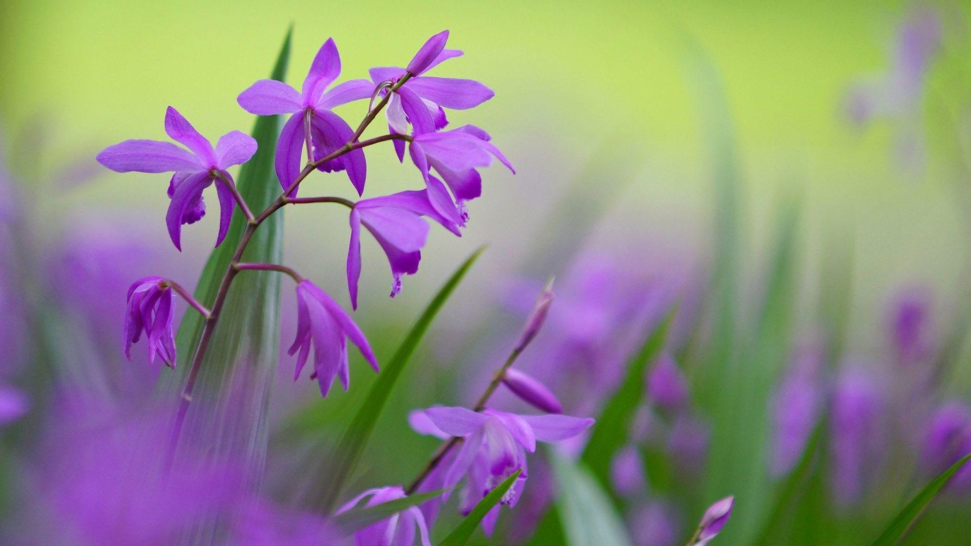 1920x1080 Purple flowers desktop PC and Mac wallpaper