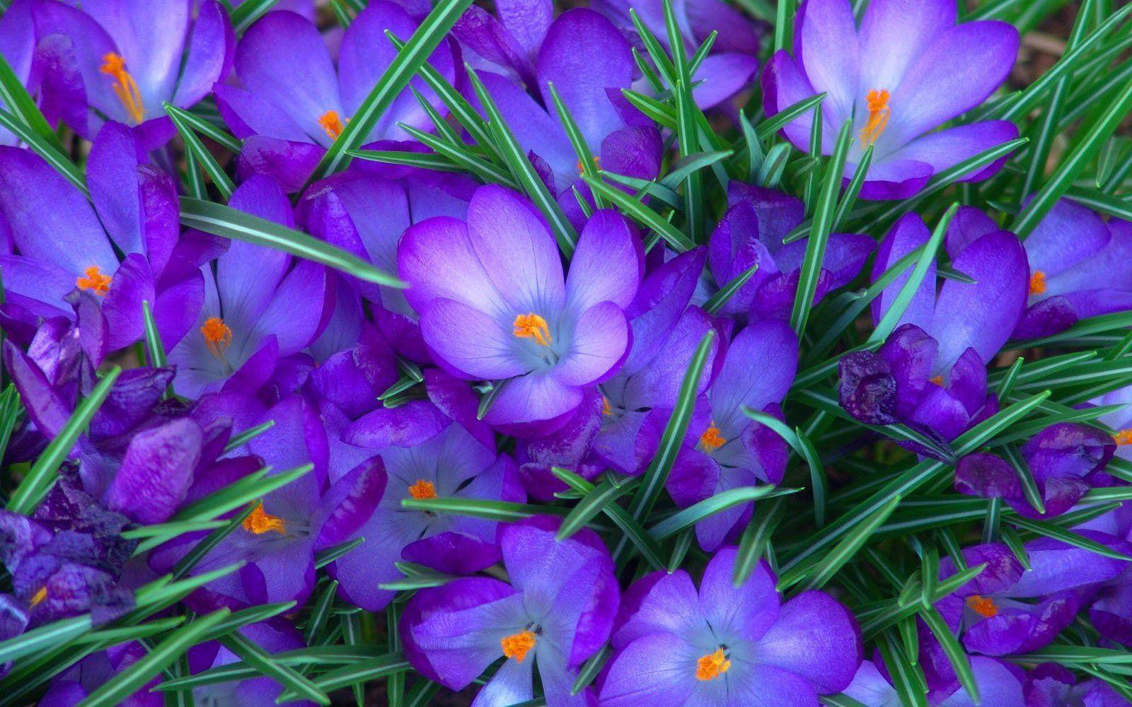 1600x1000 Desktop Wallpaper Purple Flowers