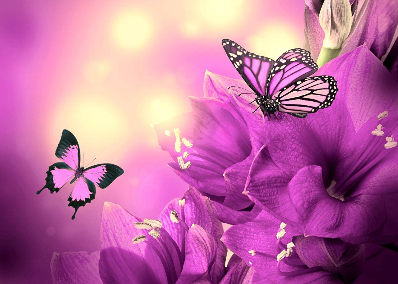 1280x914 Desktop Wallpaper Butterflies Violet flower
