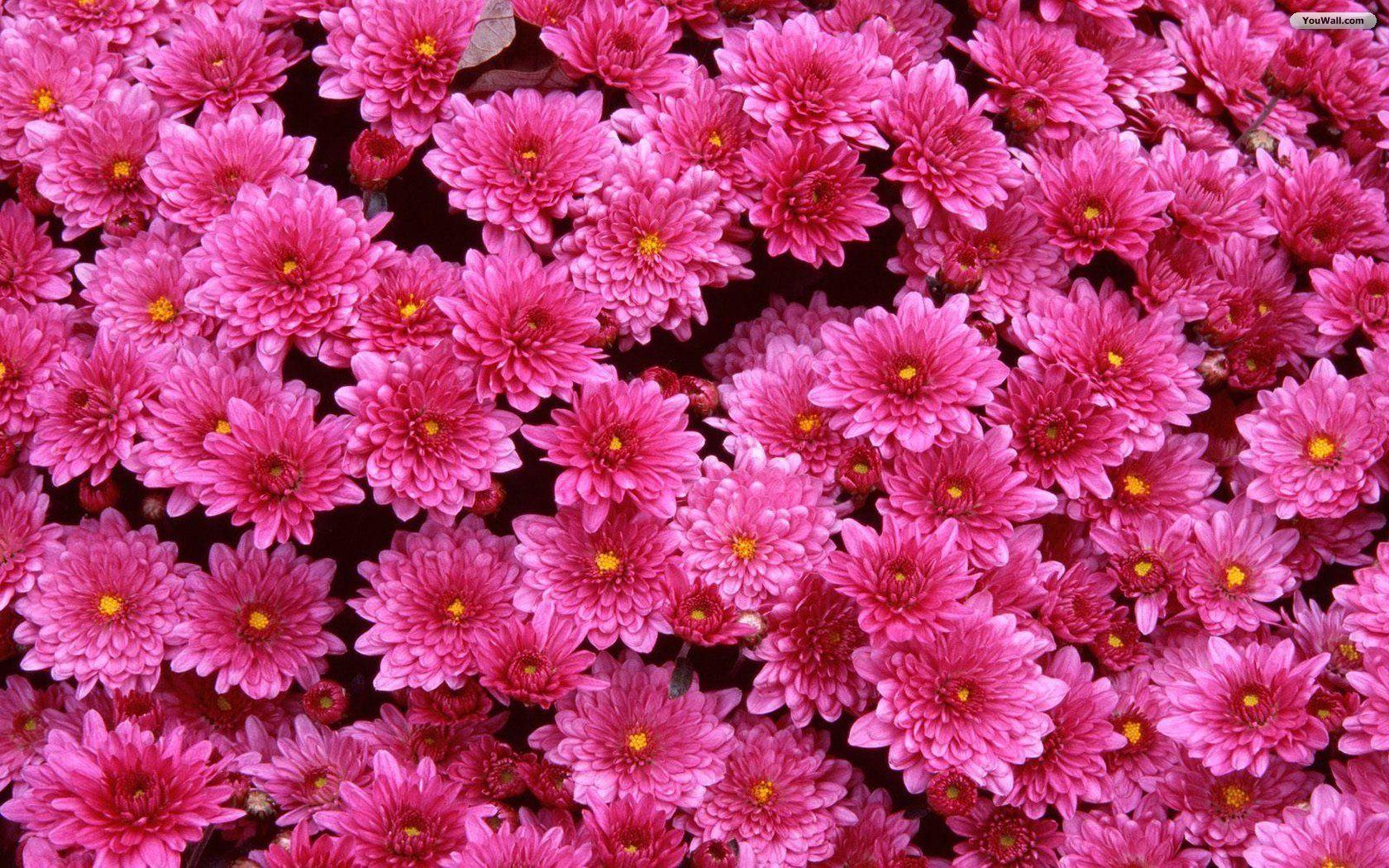 1680x1050 Wallpaper flower background