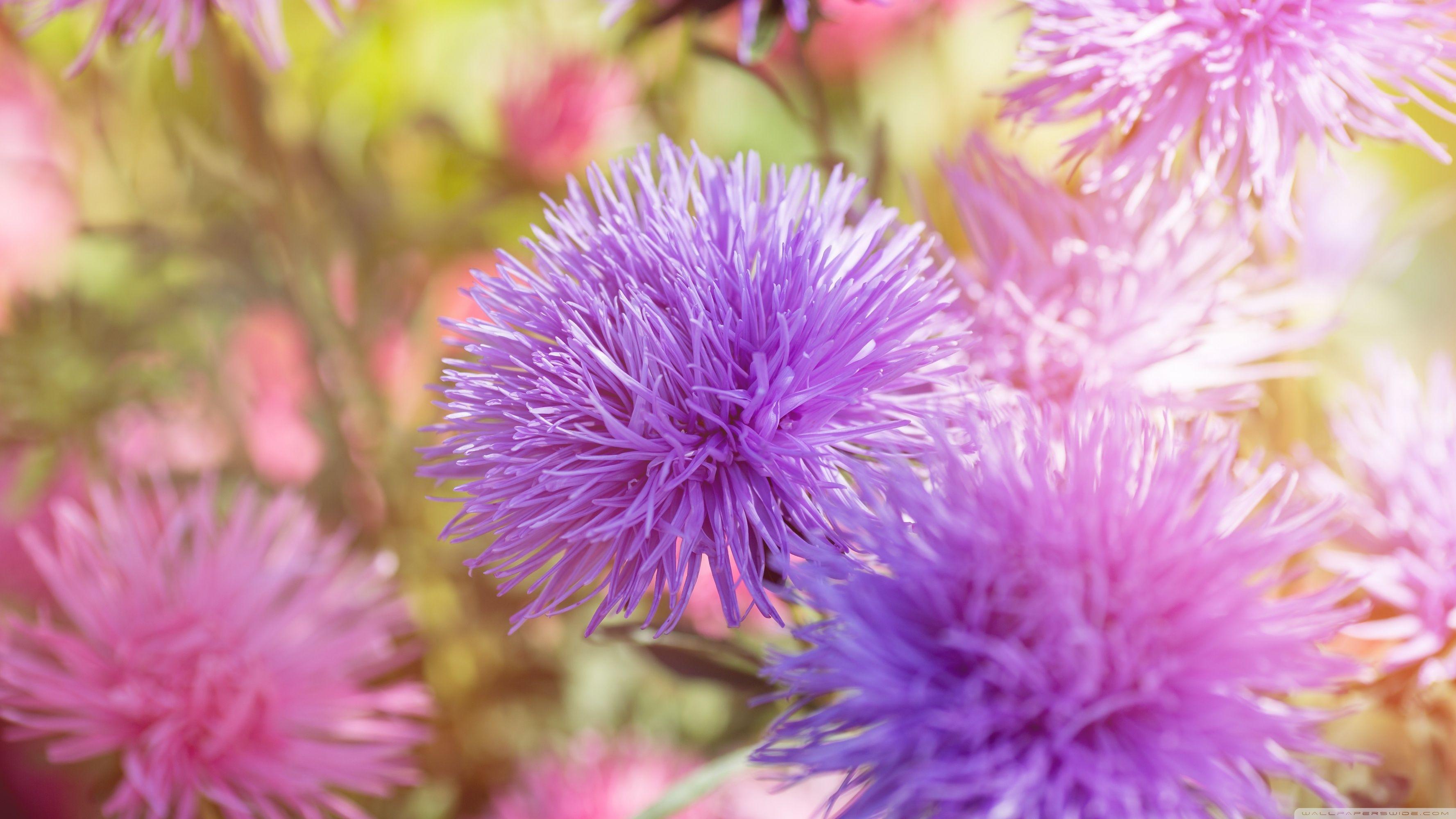 3554x1999 Purple Fluffy Flowers Ultra HD Desktop Background Wallpaper for 4K UHD TV : Widescreen & UltraWide Desktop & Laptop : Multi Display, Dual Monitor : Tablet