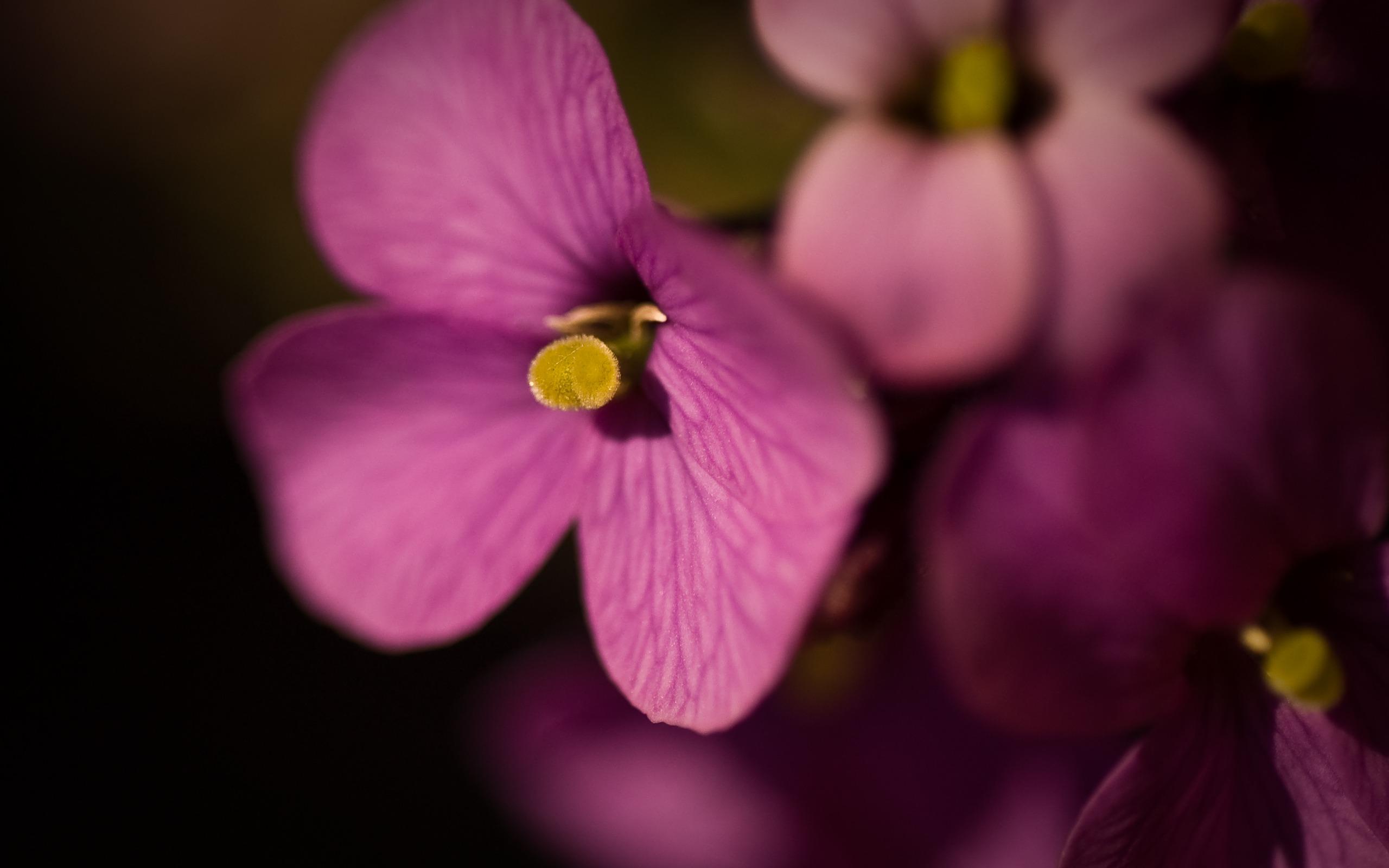 2560x1600 Purple Flowers Flowers Desktop Wallpaper
