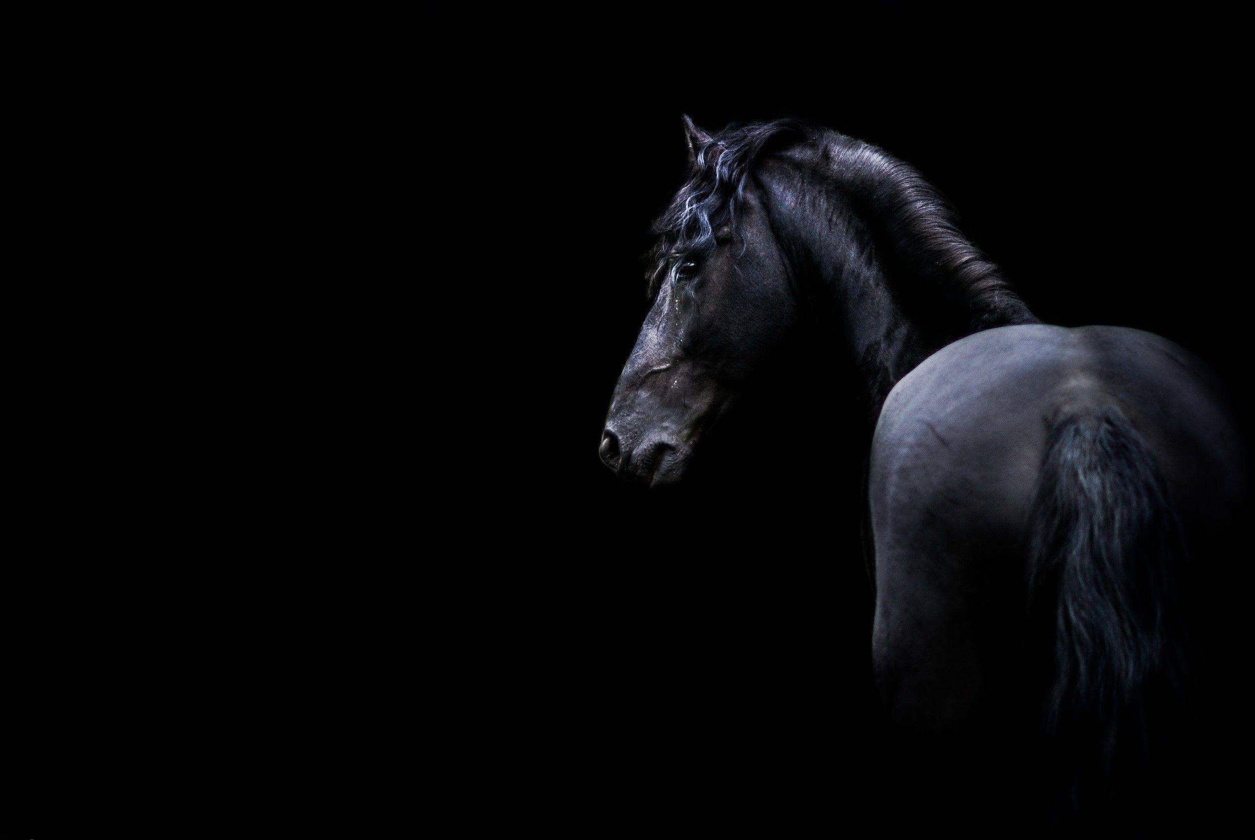 2536x1697 Free download 60 Dark Horse Wallpaper [2536x1697] for your Desktop, Mobile & Tablet. Explore Darkhorse Wallpaper. Darkhorse Wallpaper