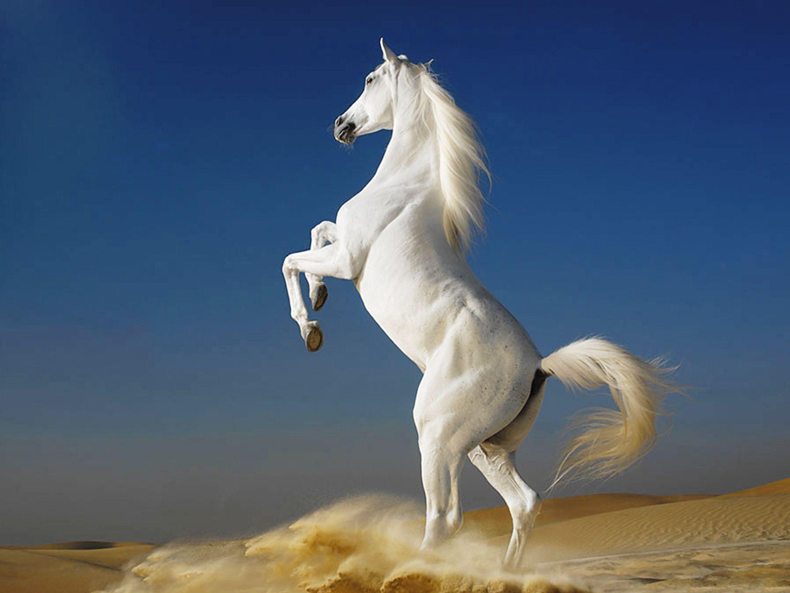 2560x1920 White Horse Wallpaper, Picture, Image