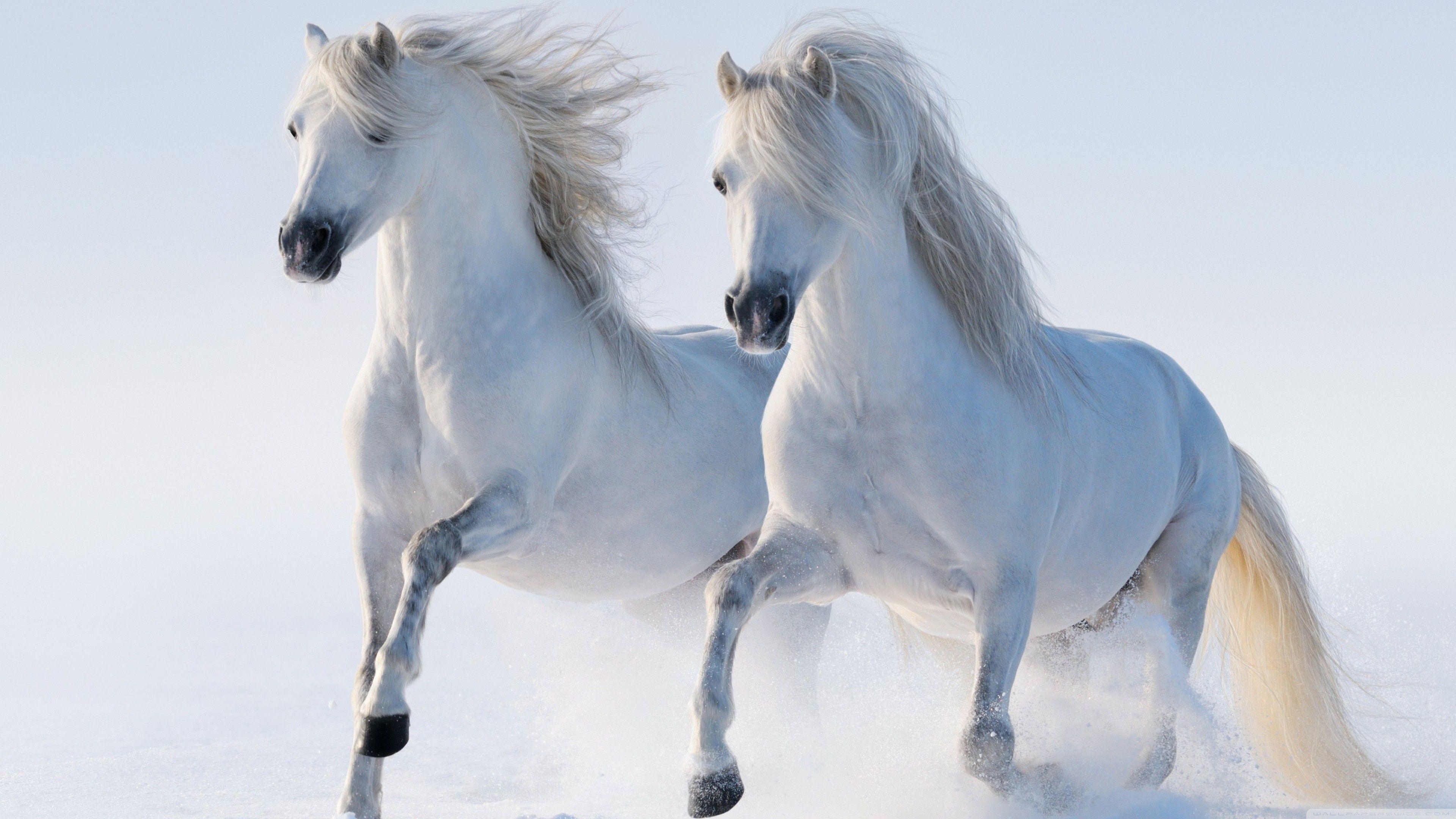 3840x2160 White Horse Wallpaper HD Full
