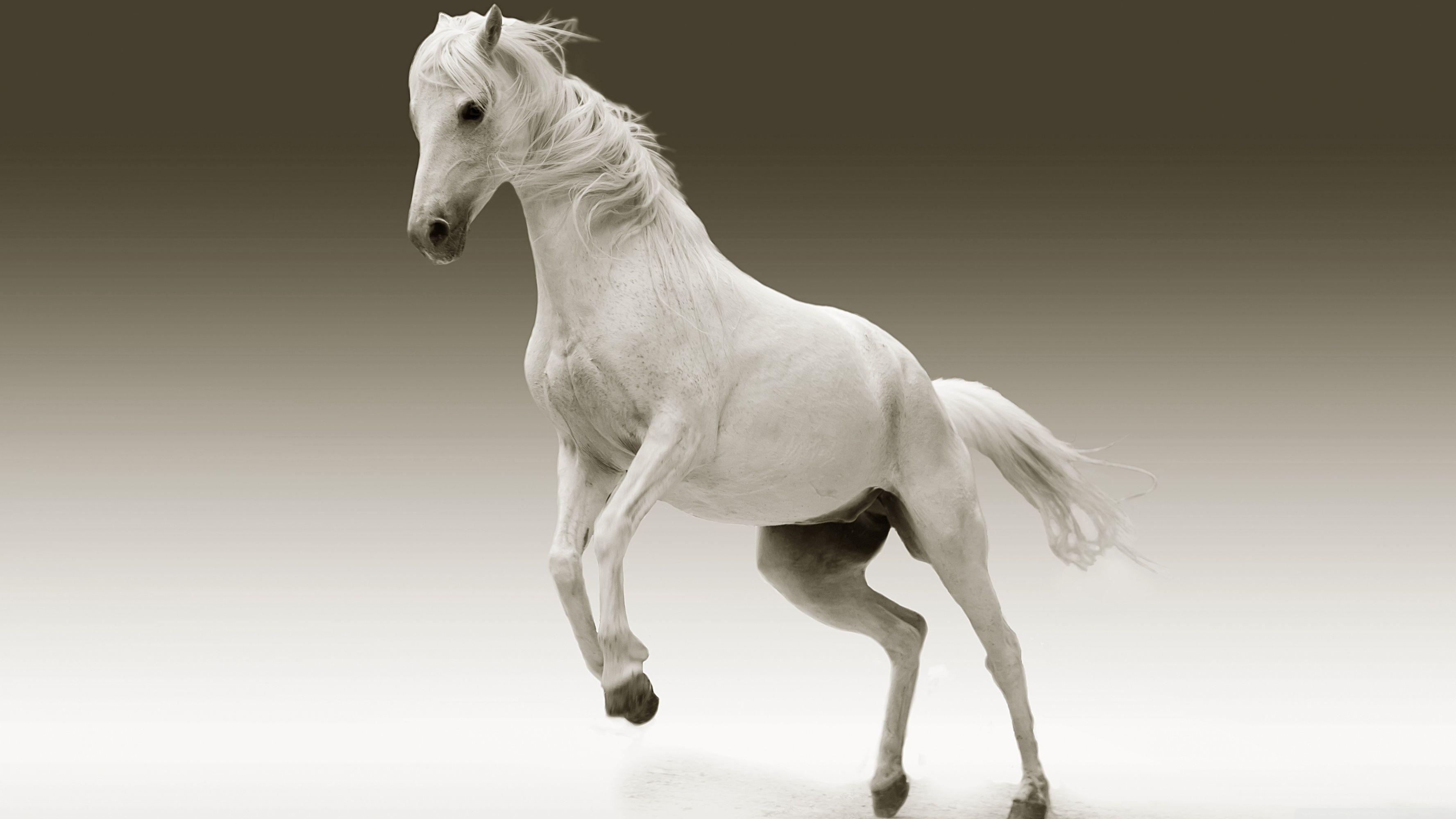 White Horse HD Wallpapers - Top Free White Horse HD Backgrounds