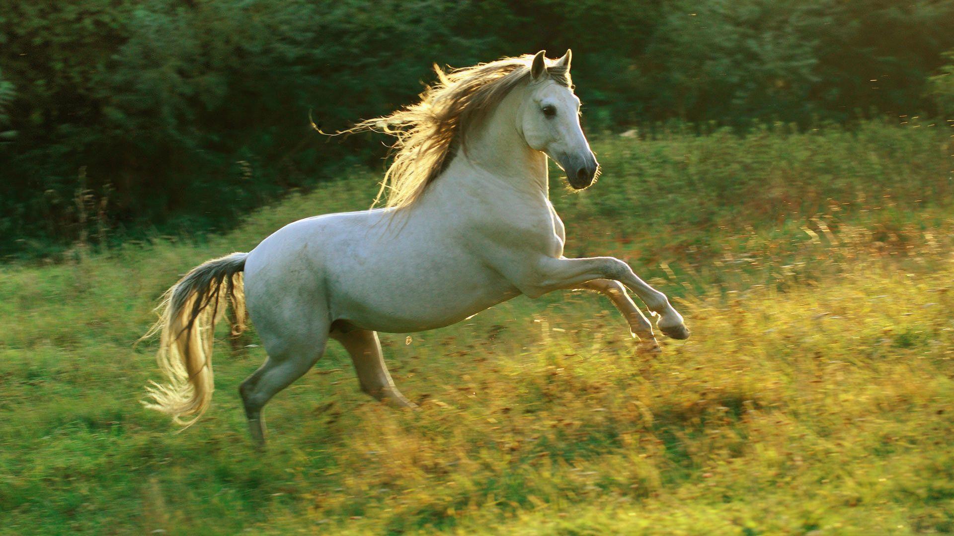 1920x1080 White Horse Full HD Wallpaper Horse In A Forest HD Wallpaper
