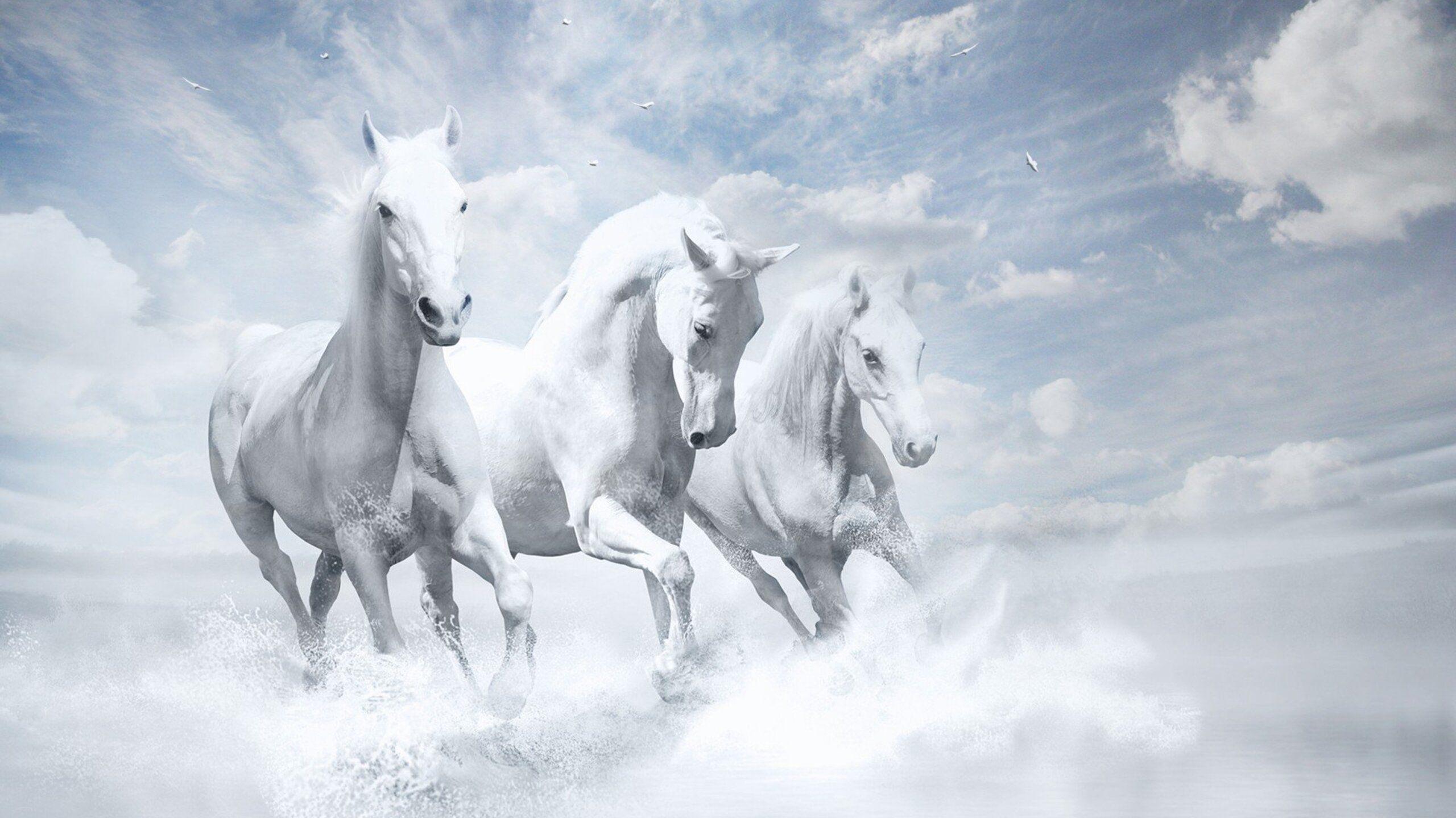 2560x1440 White Horses HD 1440P Resolution HD 4k Wallpaper, Image, Background, Photo and Picture